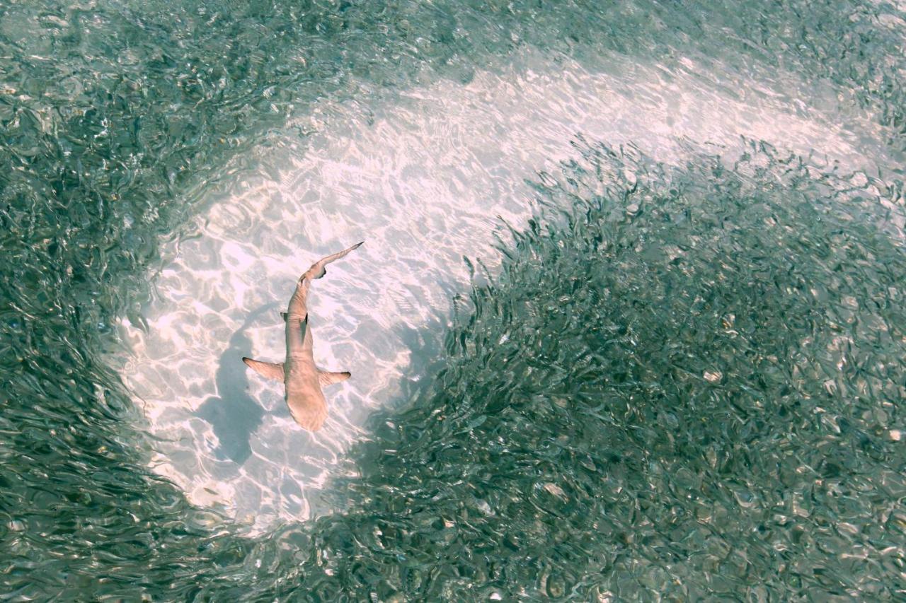 Mirihi Island Resort