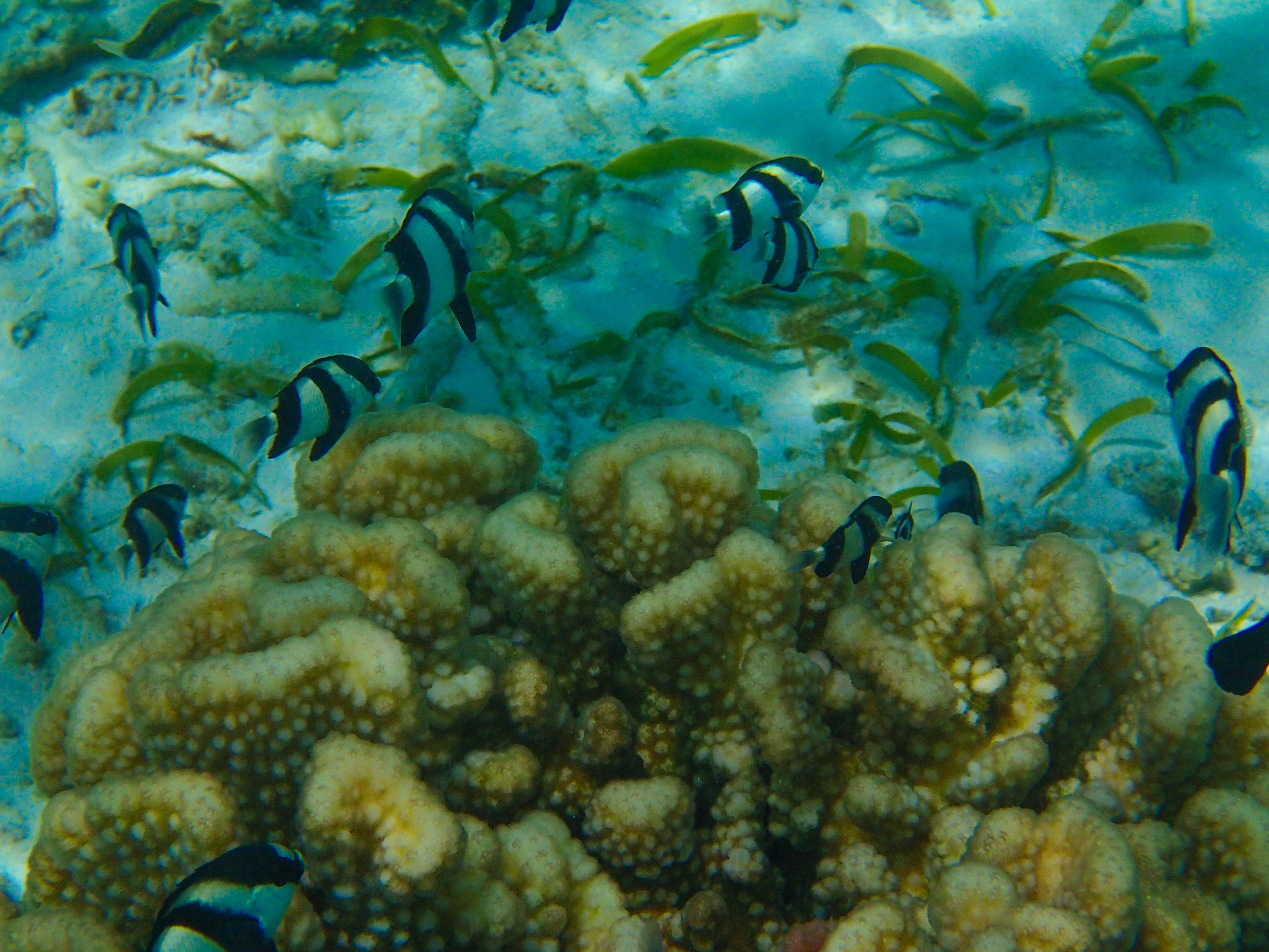 Biyadhoo Island