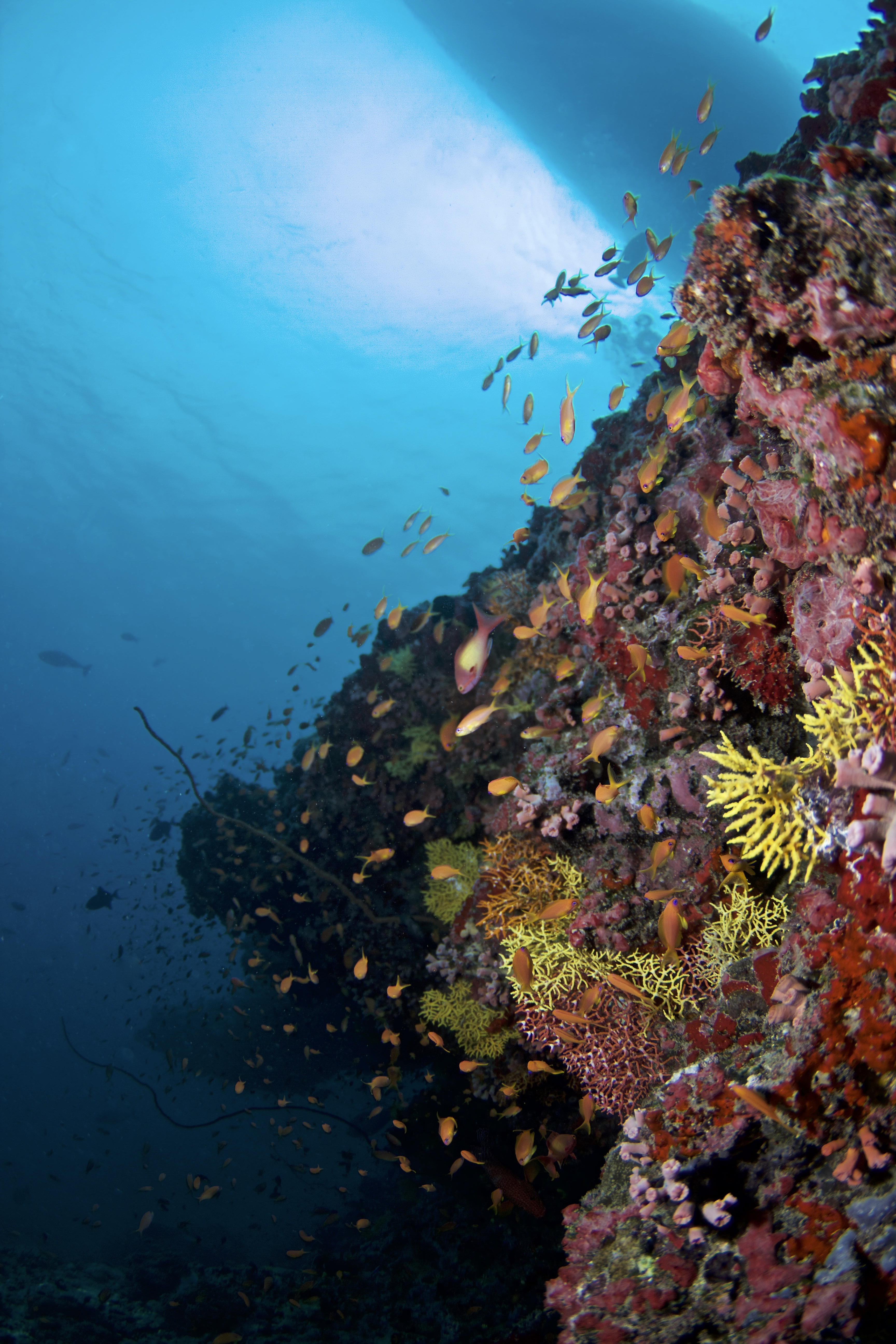 Biyadhoo Island