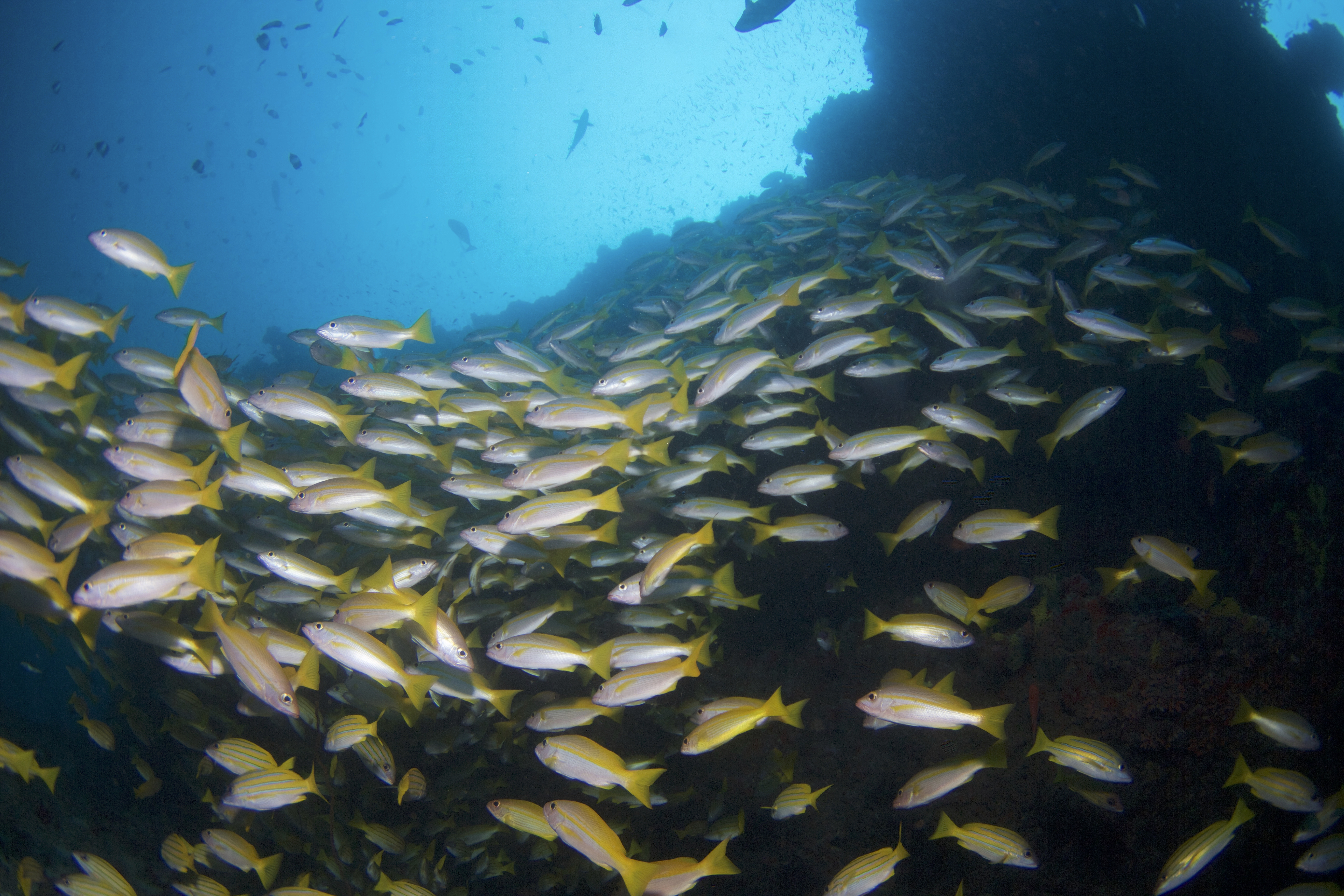 Biyadhoo Island