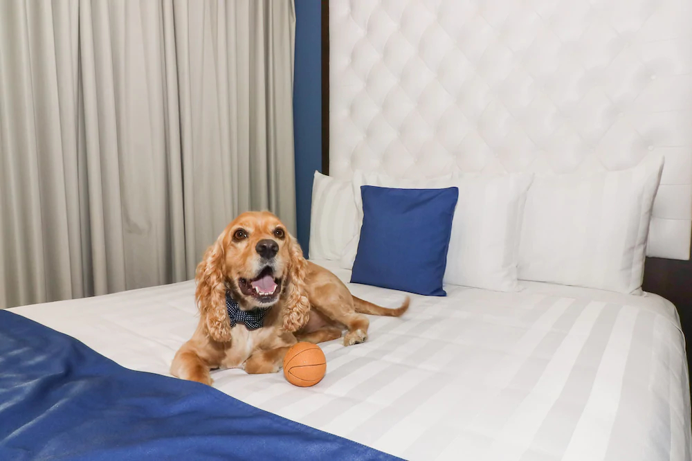 Medano Hotel and Suites