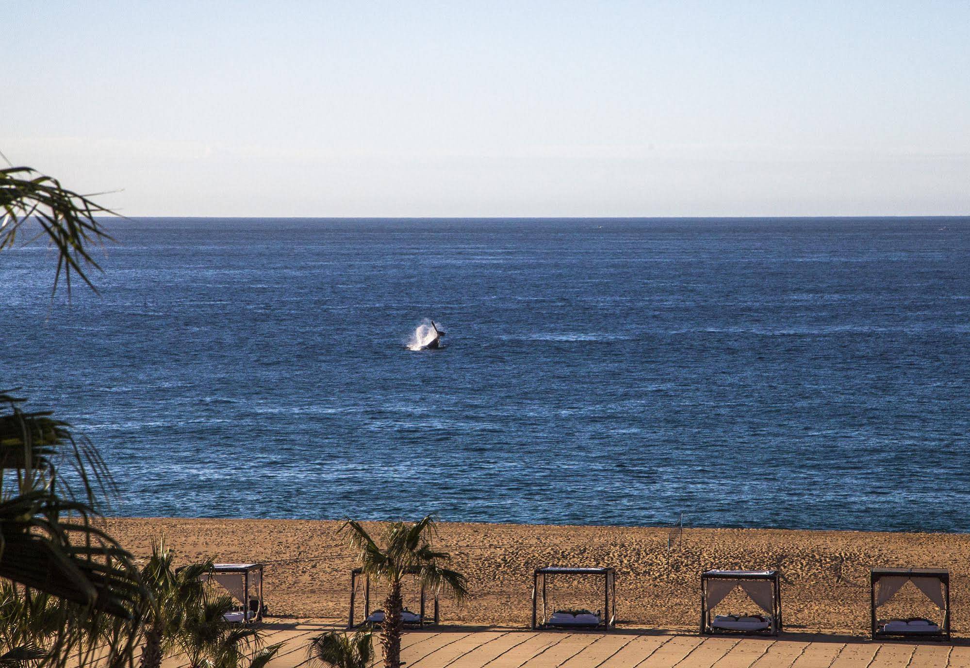 The Towers at PB Pacifica-Adults Only-All Inclusive