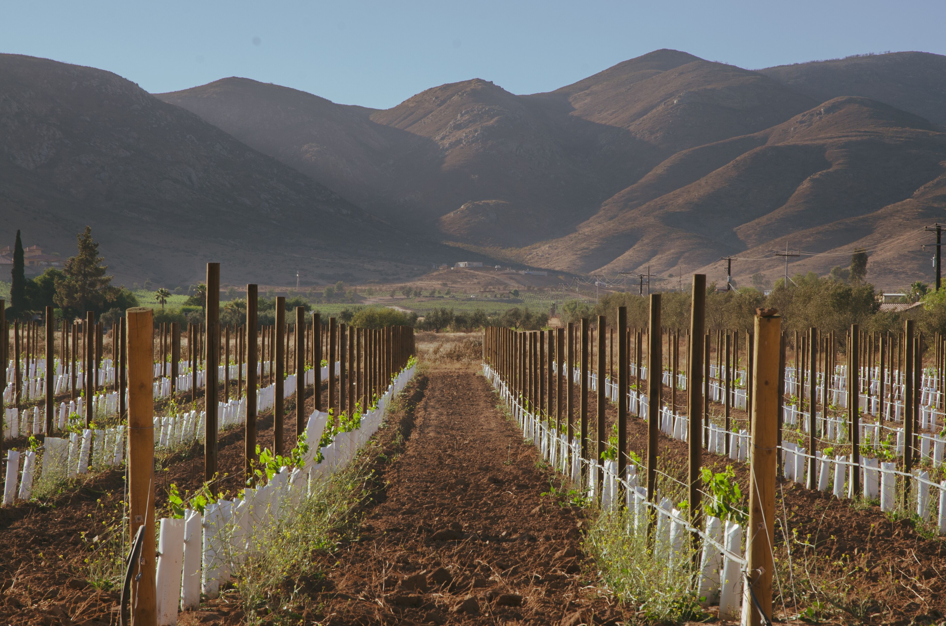 Alma Liebre Vinedos Del Valle