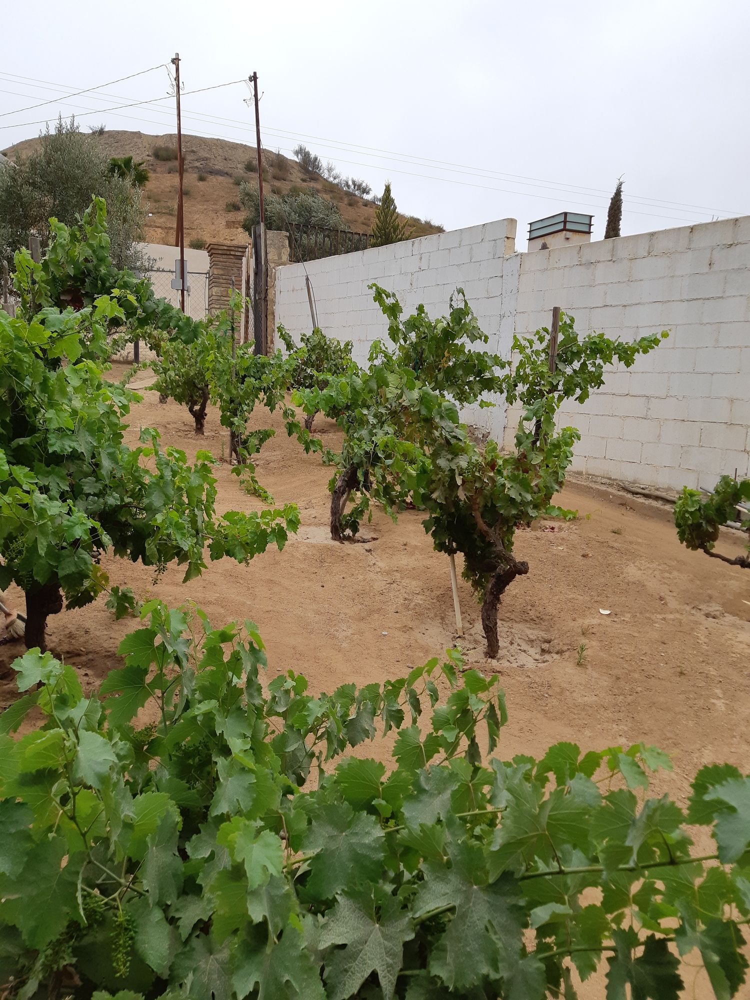 Meson del Vino