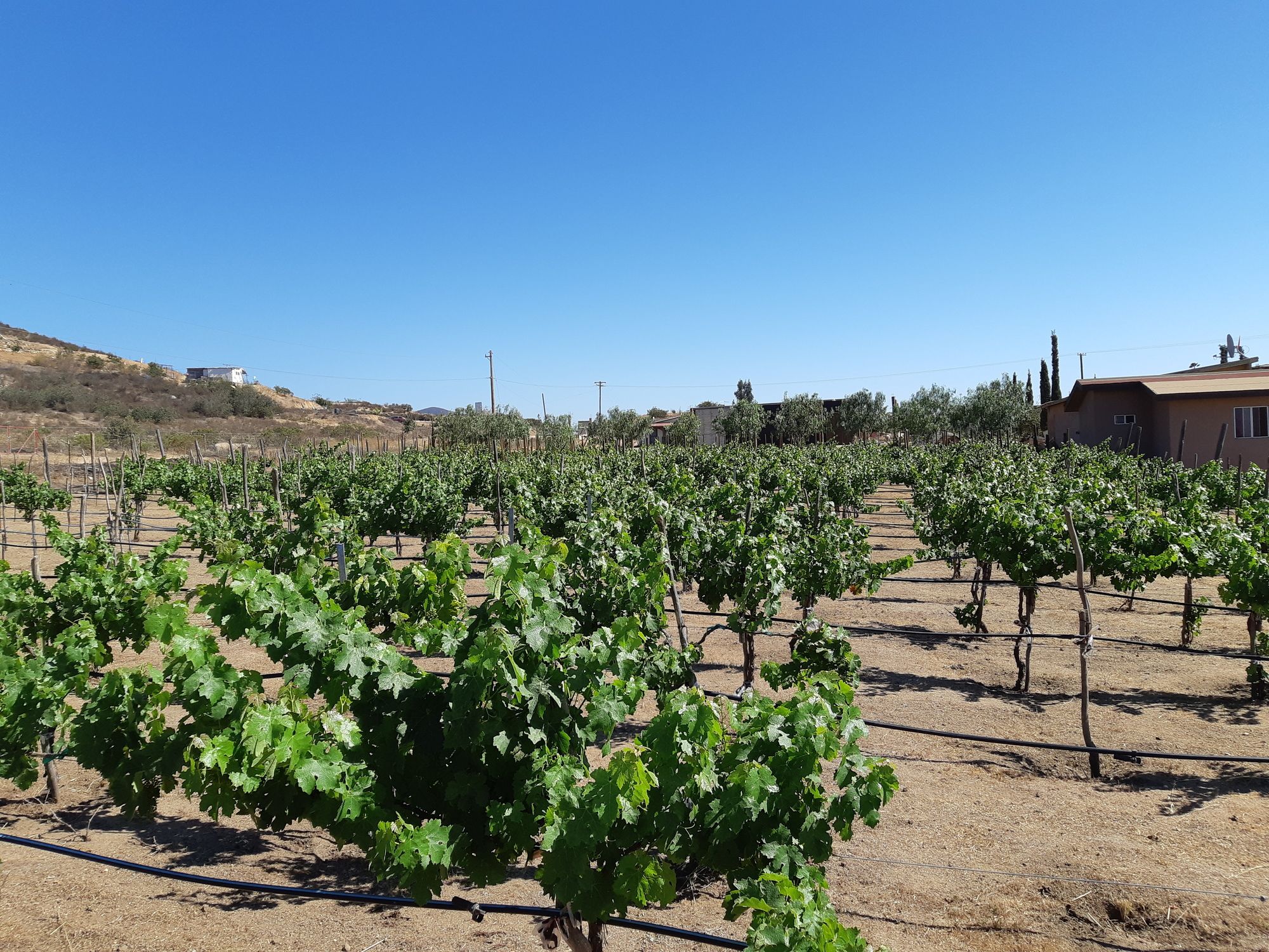 Meson del Vino