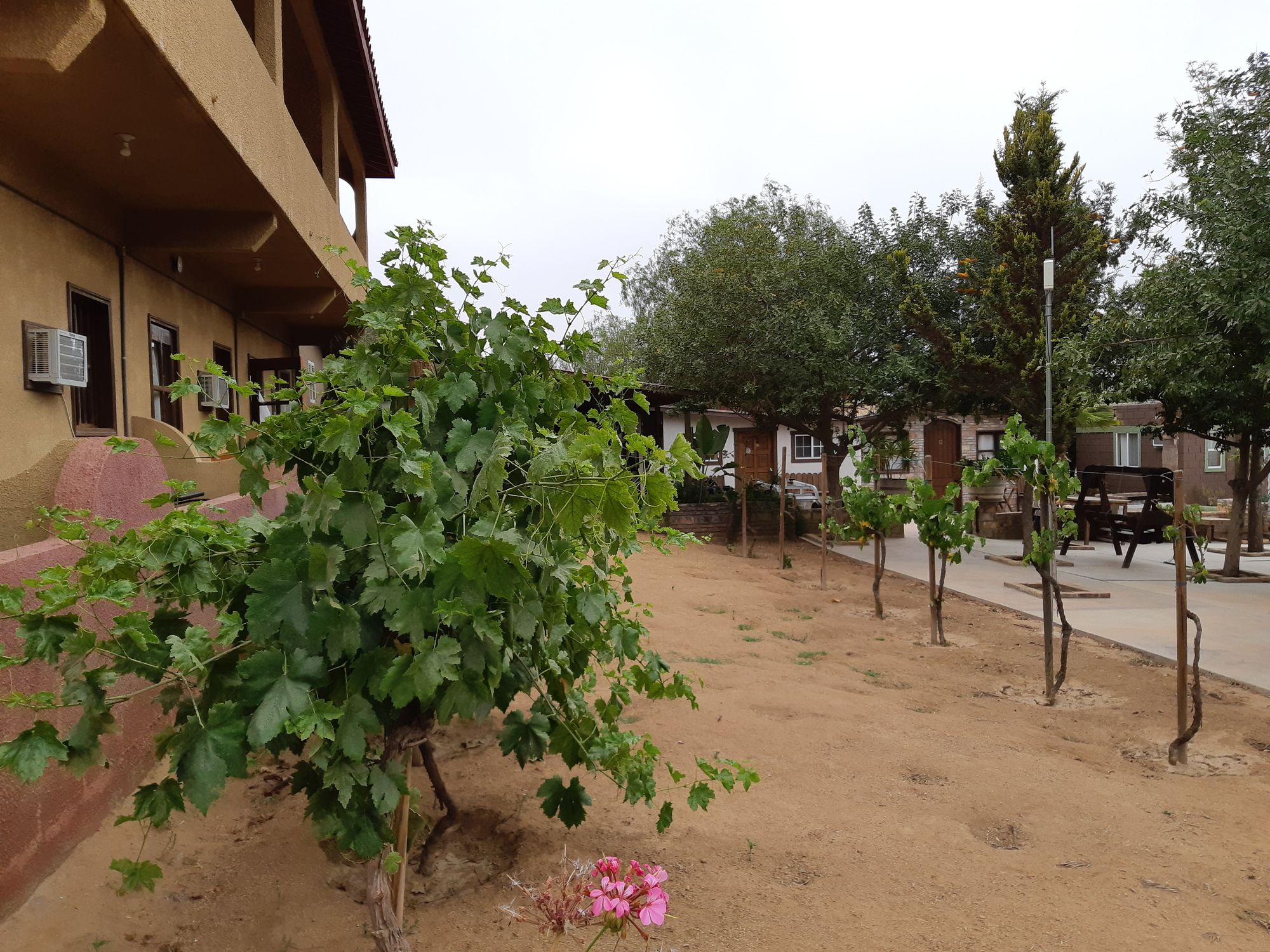 Meson del Vino