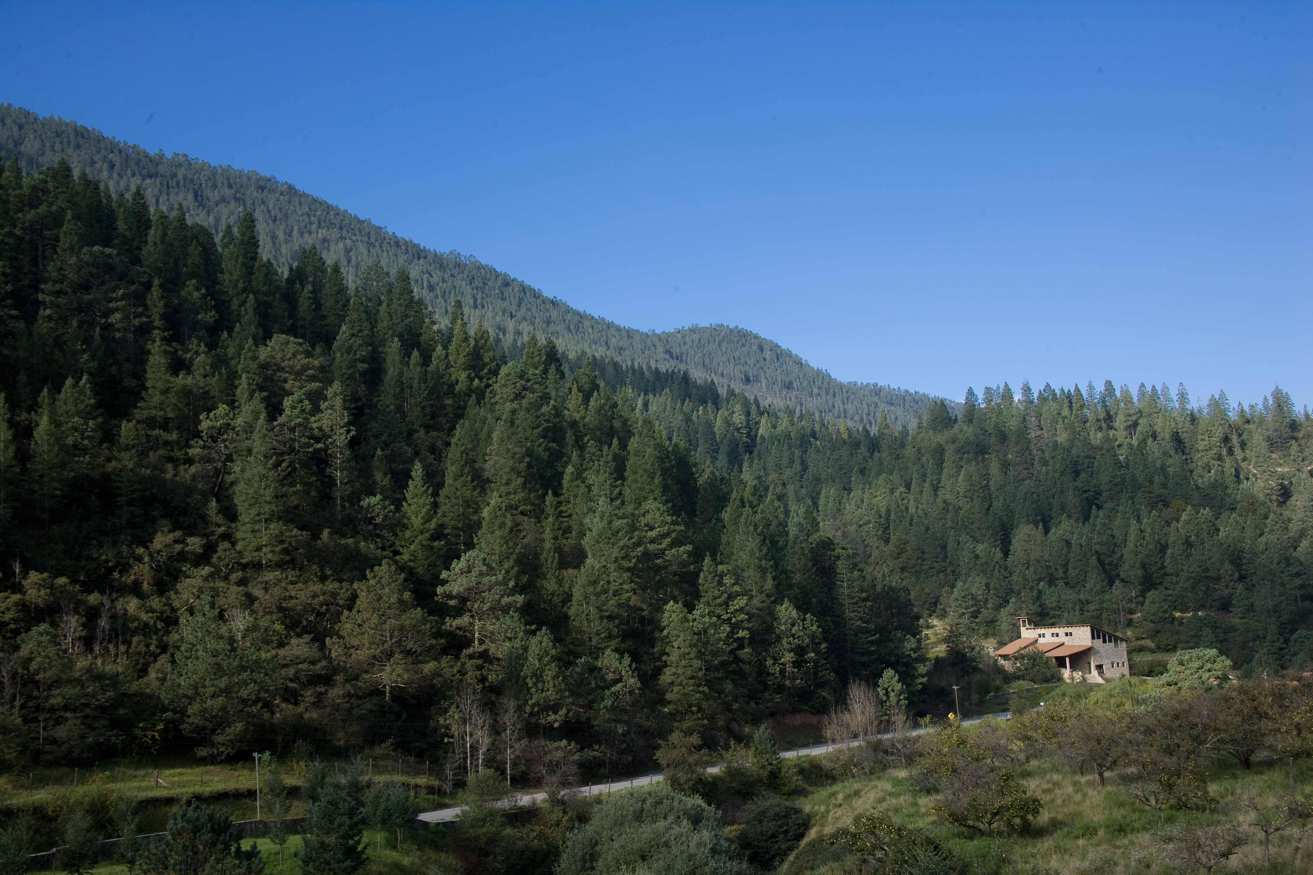 Bosques De Monterreal