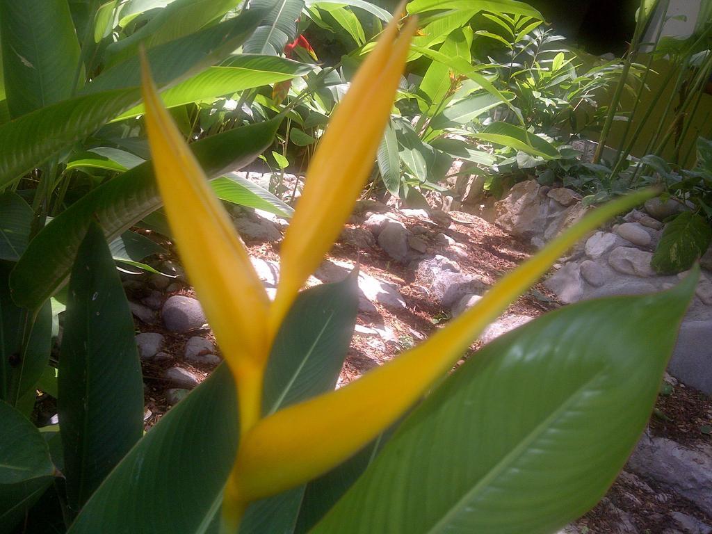 La Ceiba Chiapa de Corzo