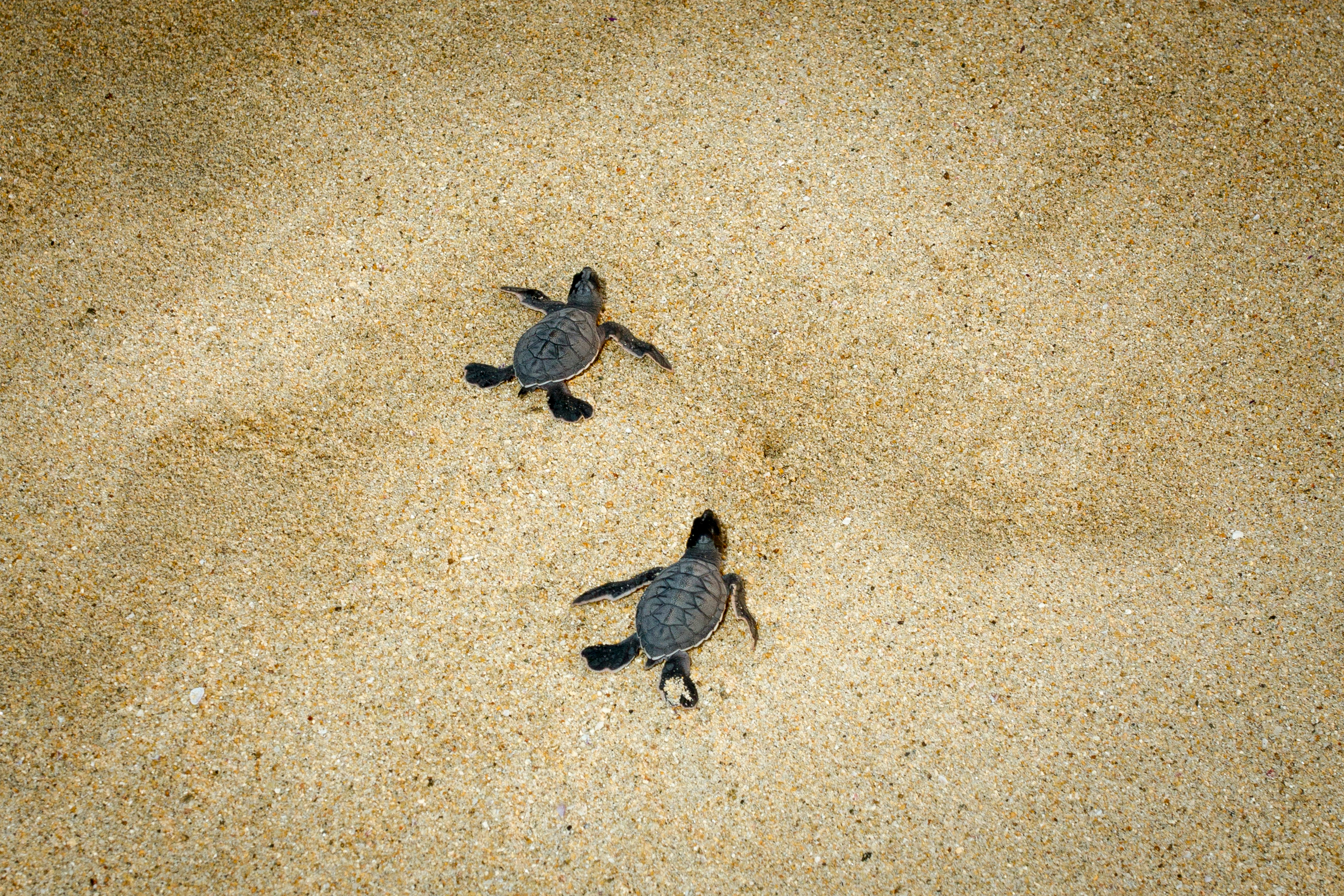 Hotel Suites Villasol