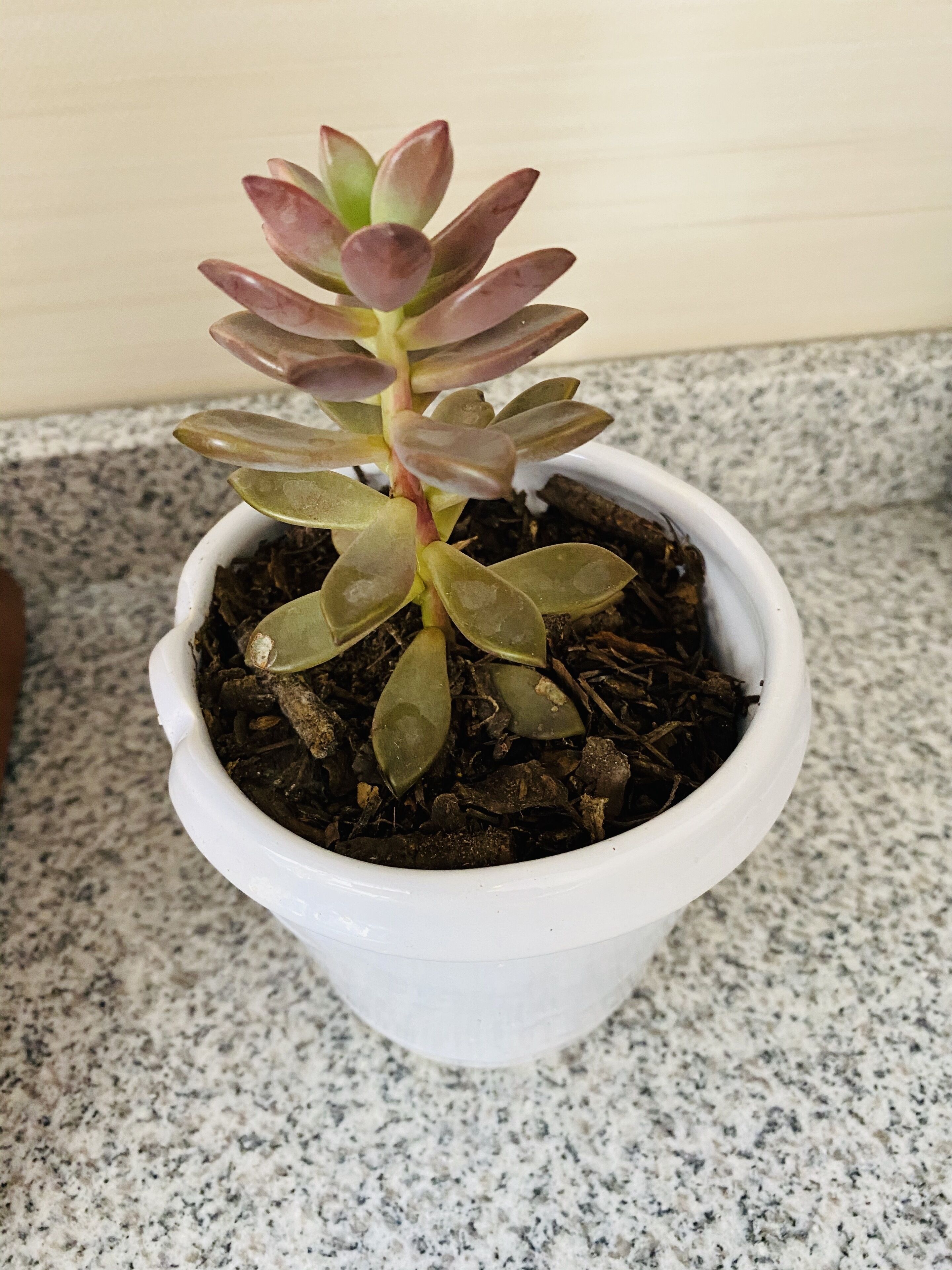 Rincon Unico Centrico