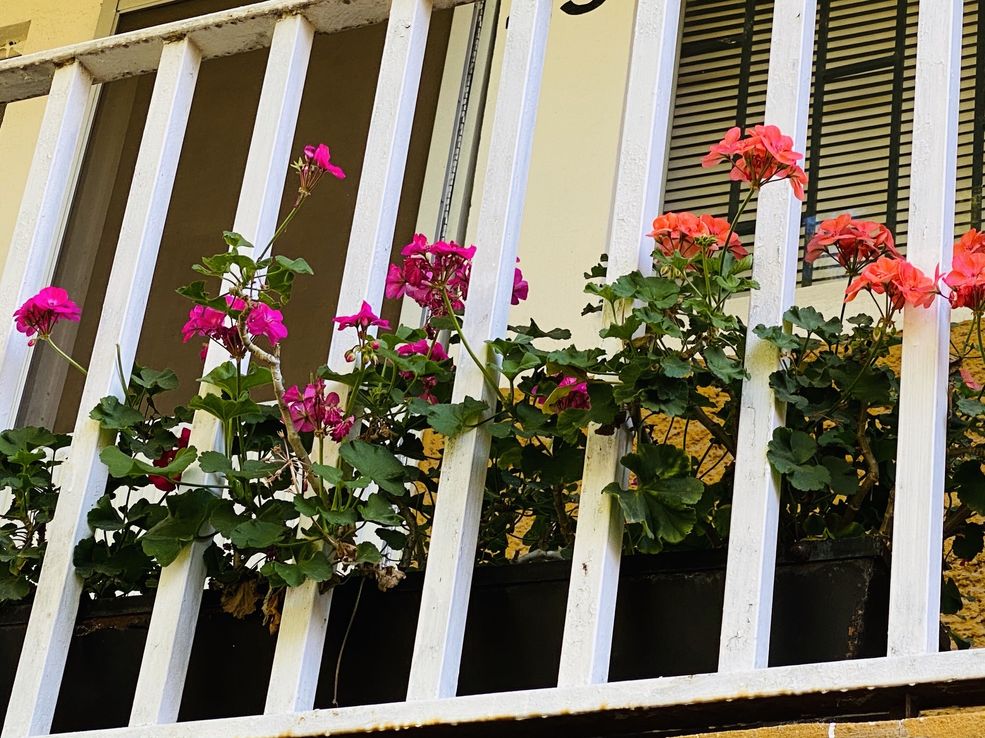 Rincon Unico Centrico