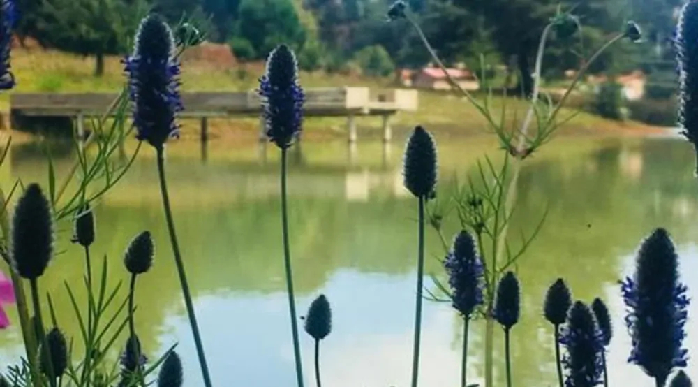 Cabanas Tapalpa Sierra Del Tecuan
