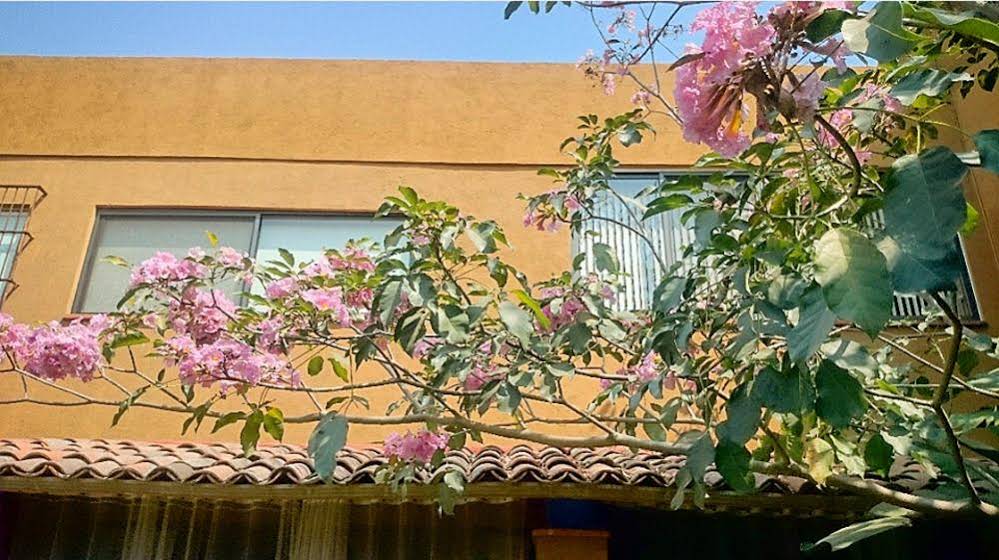 Orchidelirium Casa Hotel & Salud Estética