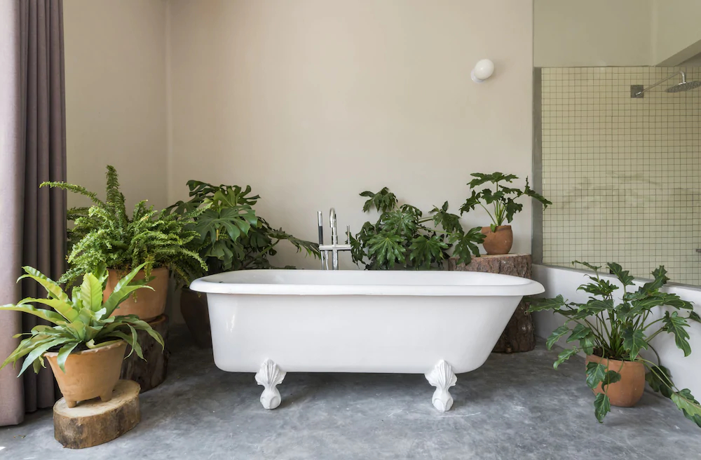 Chaya B & B Boutique