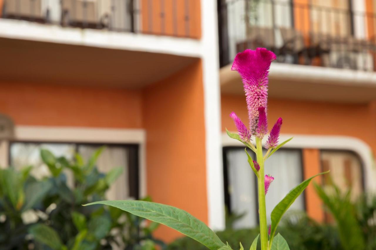 Flamingo Vallarta Hotel & Marina