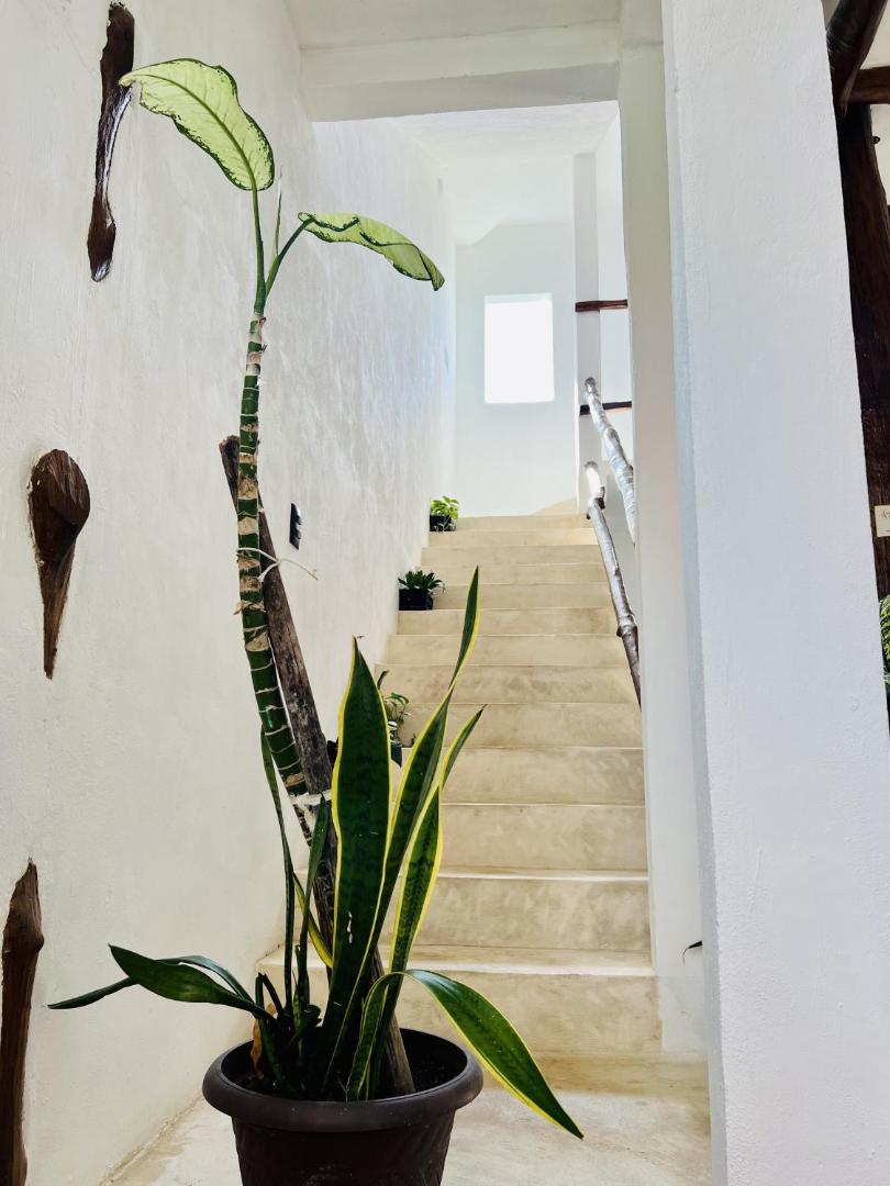 Kin Studios Holbox