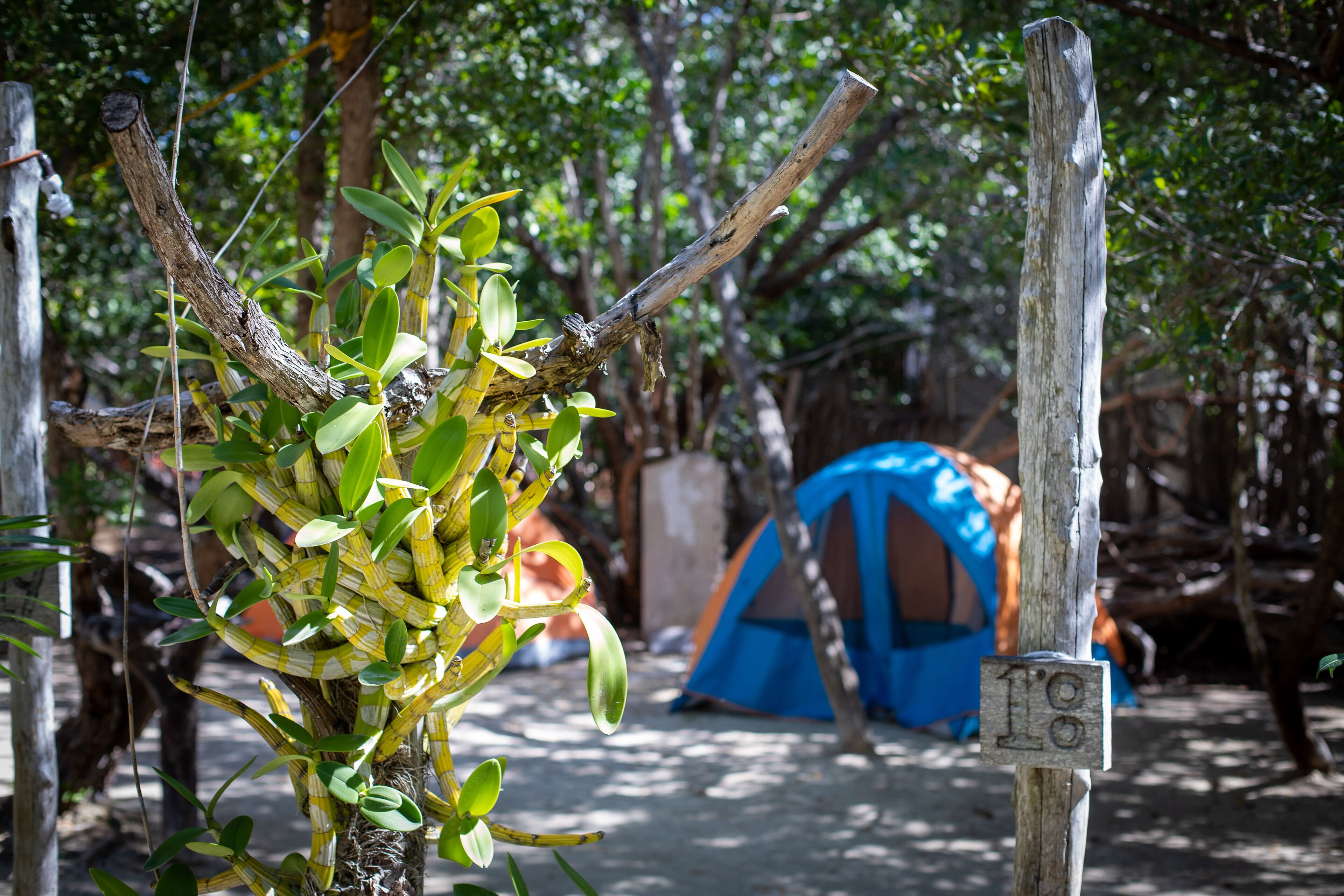 Holbox Cabanas Ida y Vuelta
