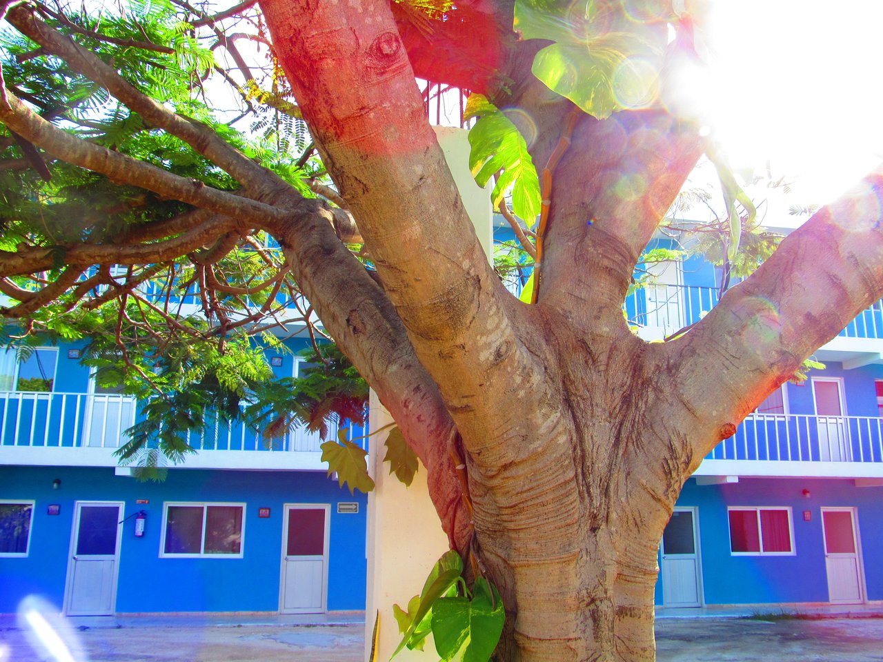 Blue Coconut Cancun