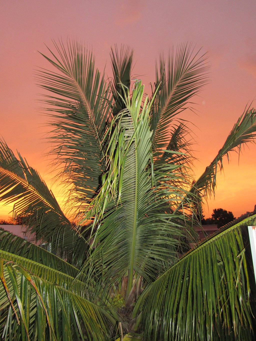 Blue Coconut Cancun