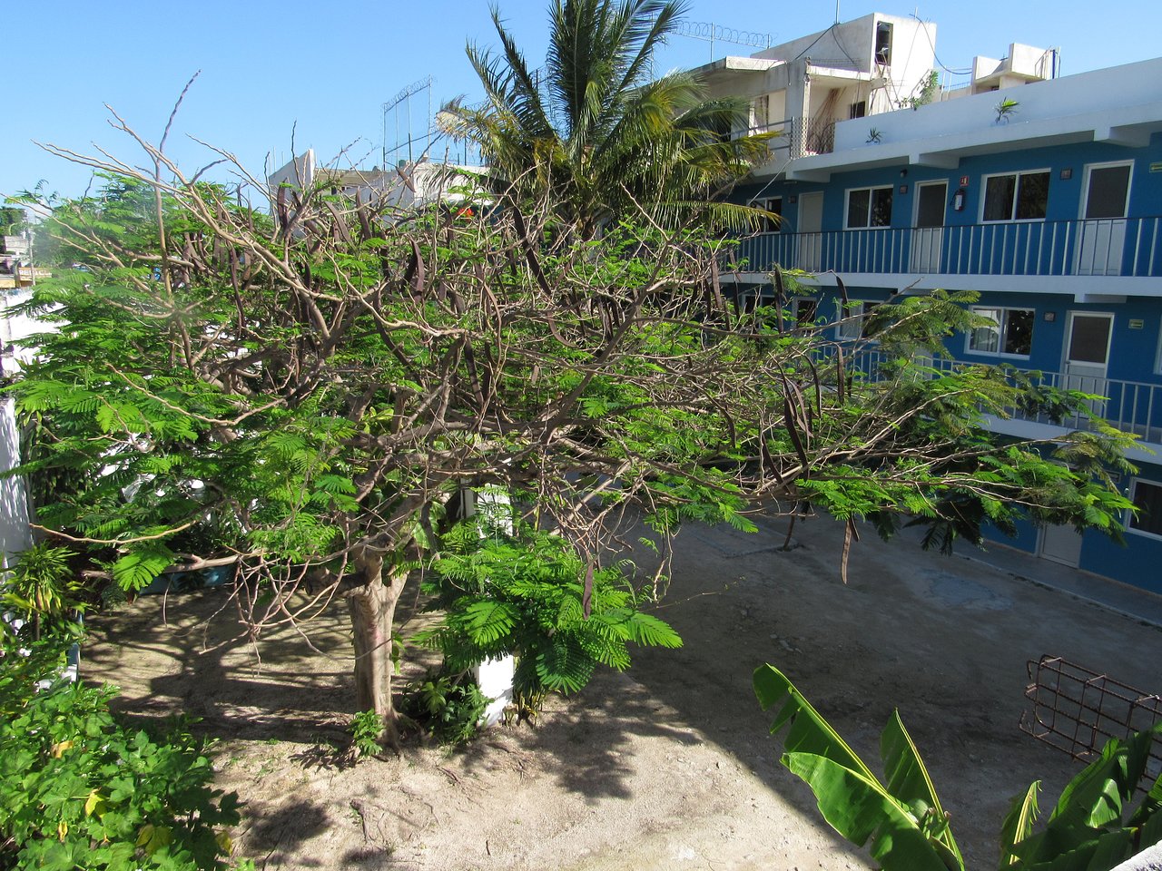 Blue Coconut Cancun
