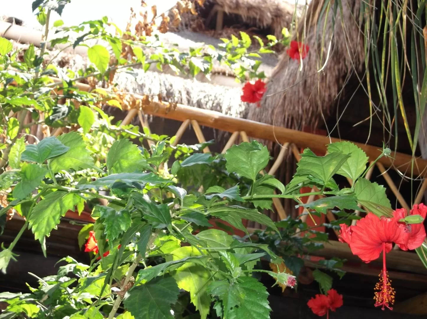 L.Hotelito