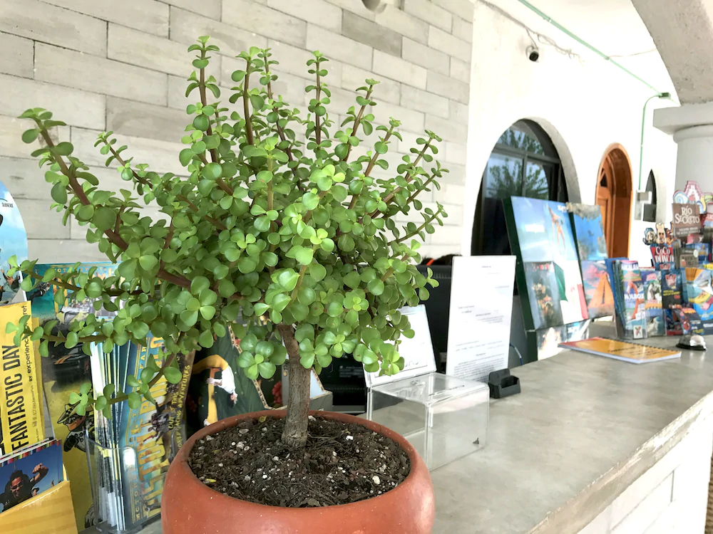 Hotel San Ignacio