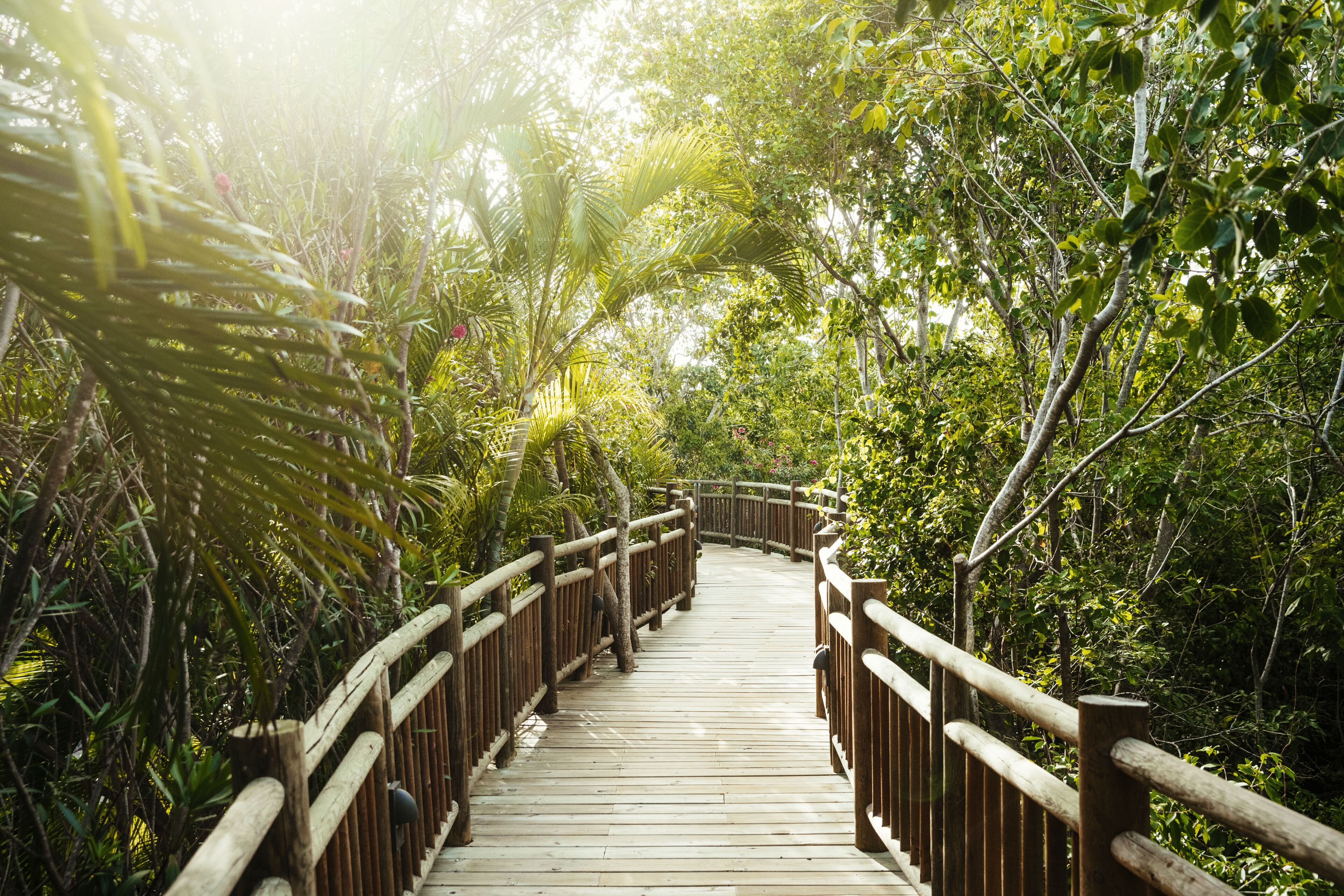 Jungala Park Hotel - VidantaWorld Riviera Maya