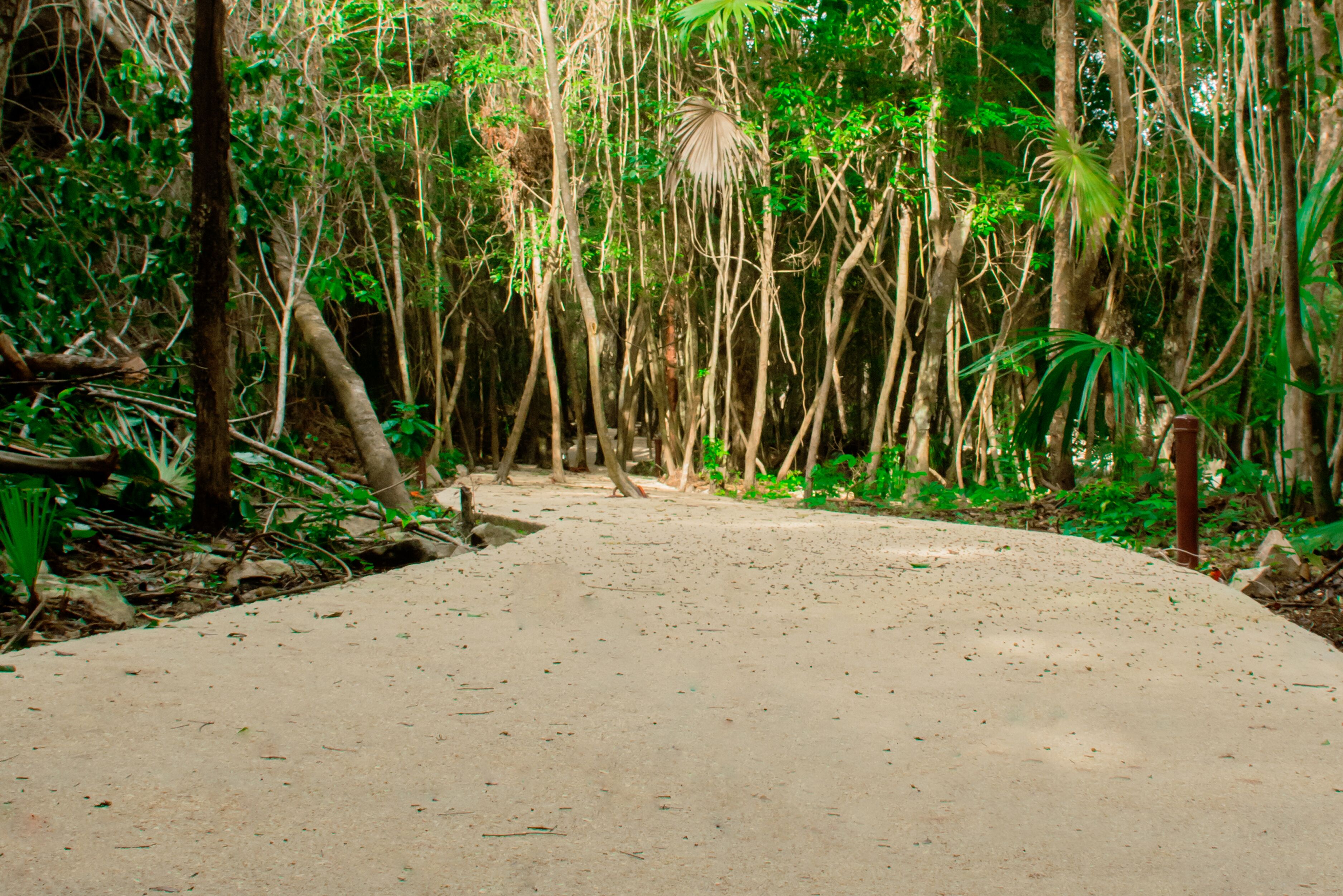 Cenote Casa Tortuga Tulum