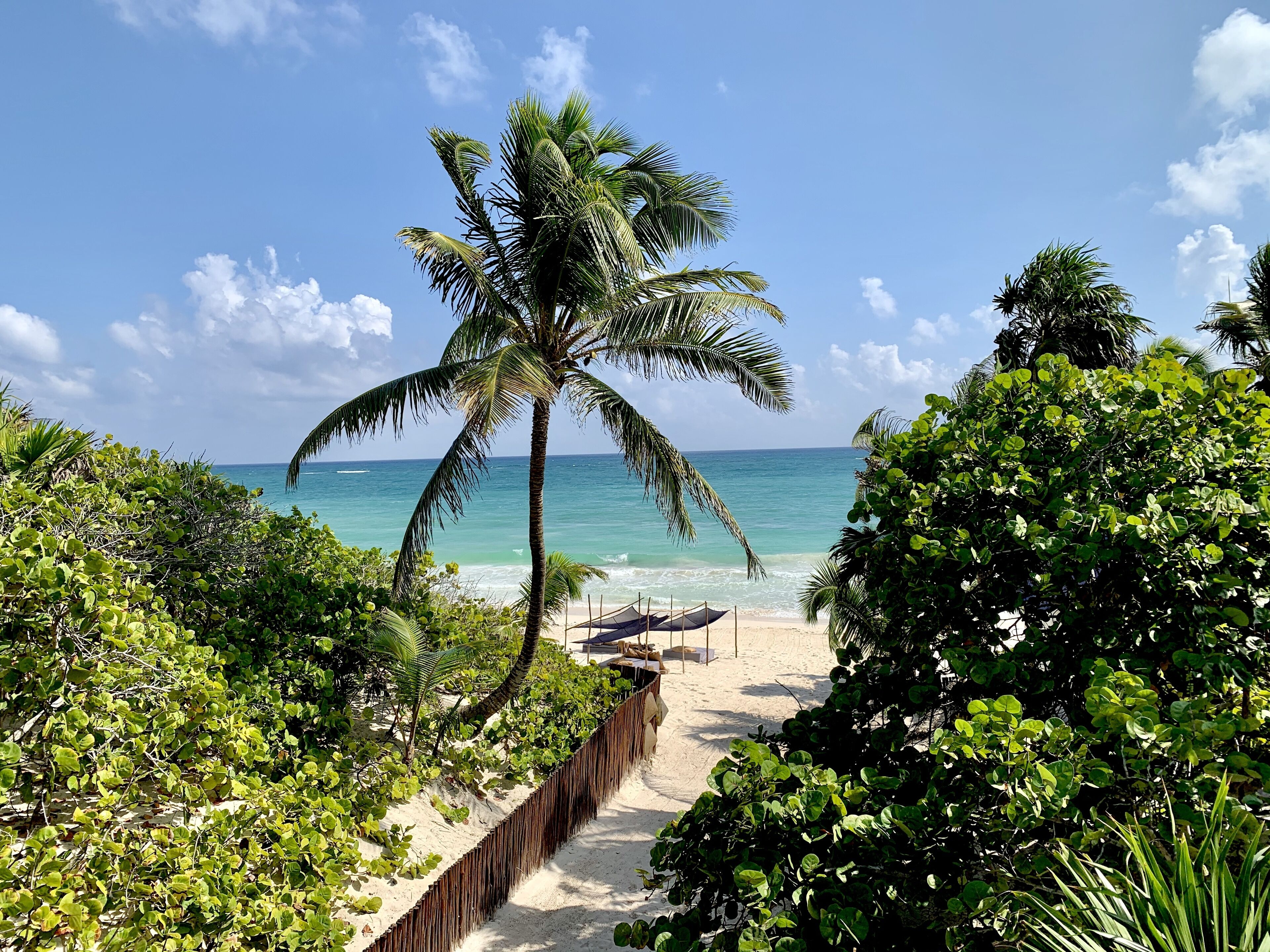 Libelula Tulum