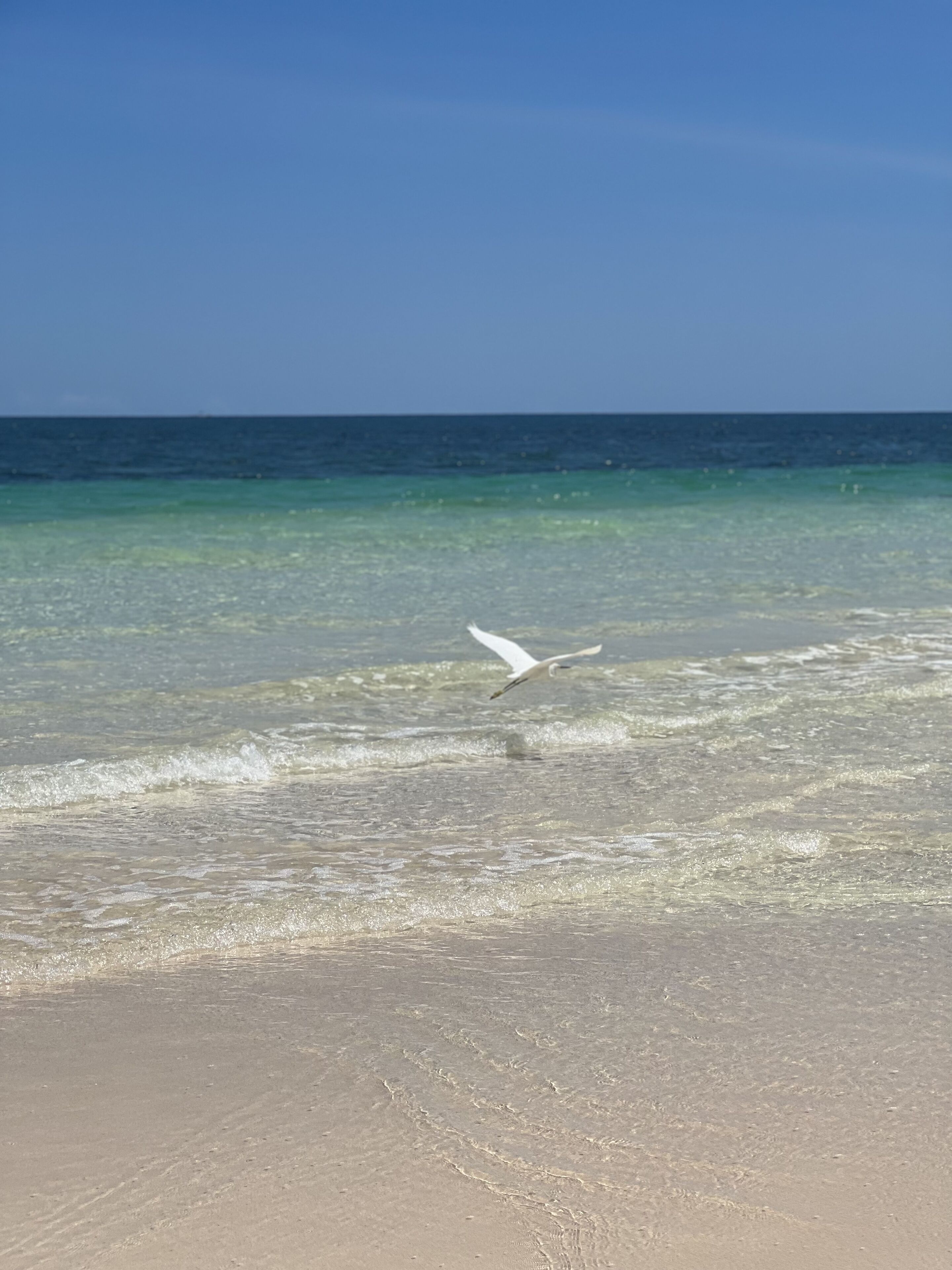 Libelula Tulum