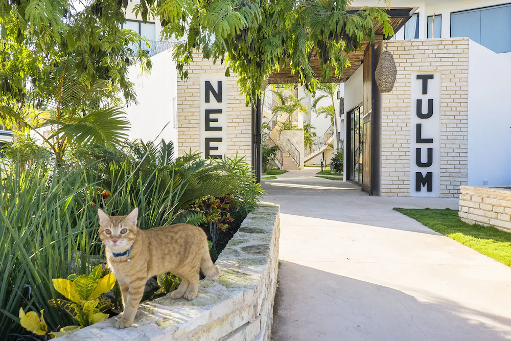 Neem Tulum
