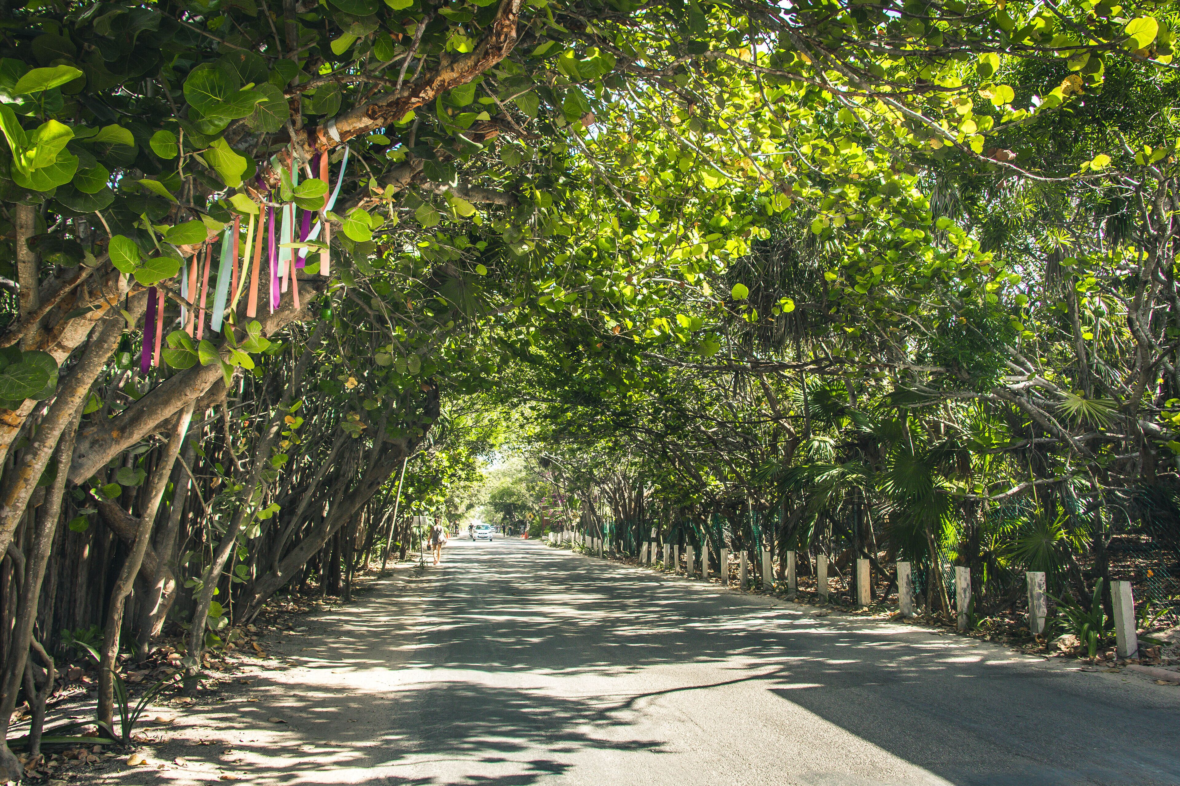 Roc Jungle Tulum