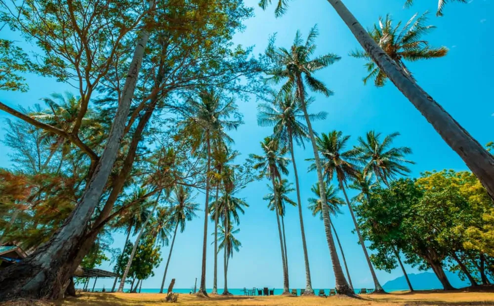 The Coconut Beach Villa