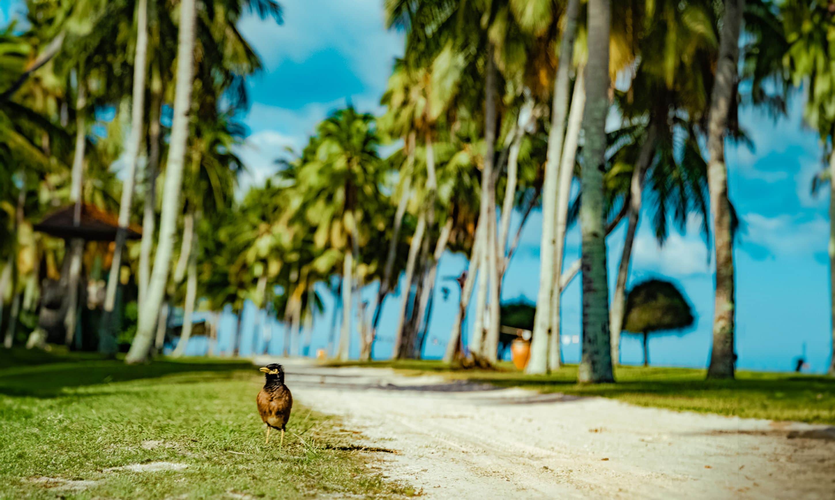 Pelangi Beach Resort & Spa