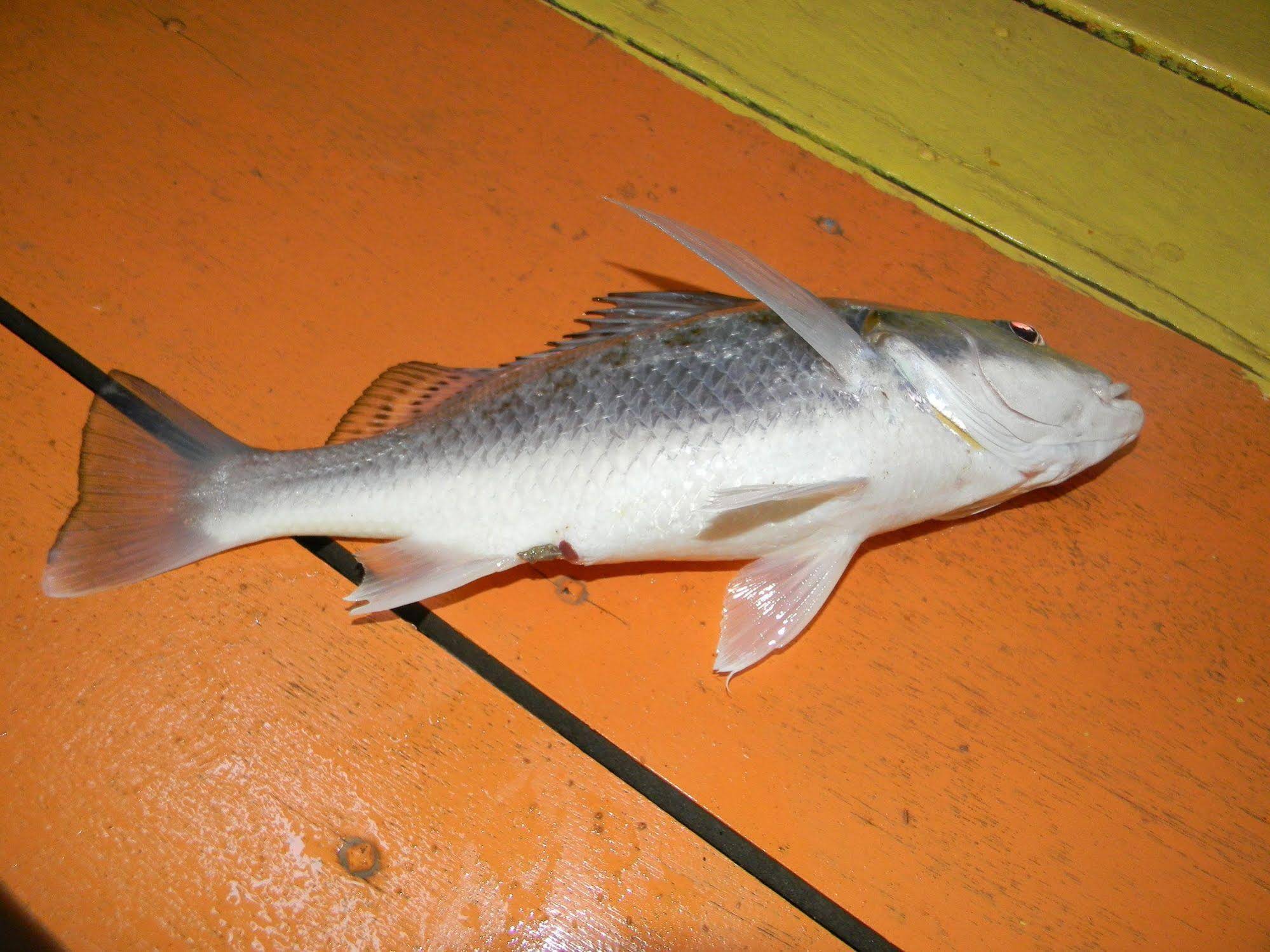 Terapung Hotel & Fish Garden