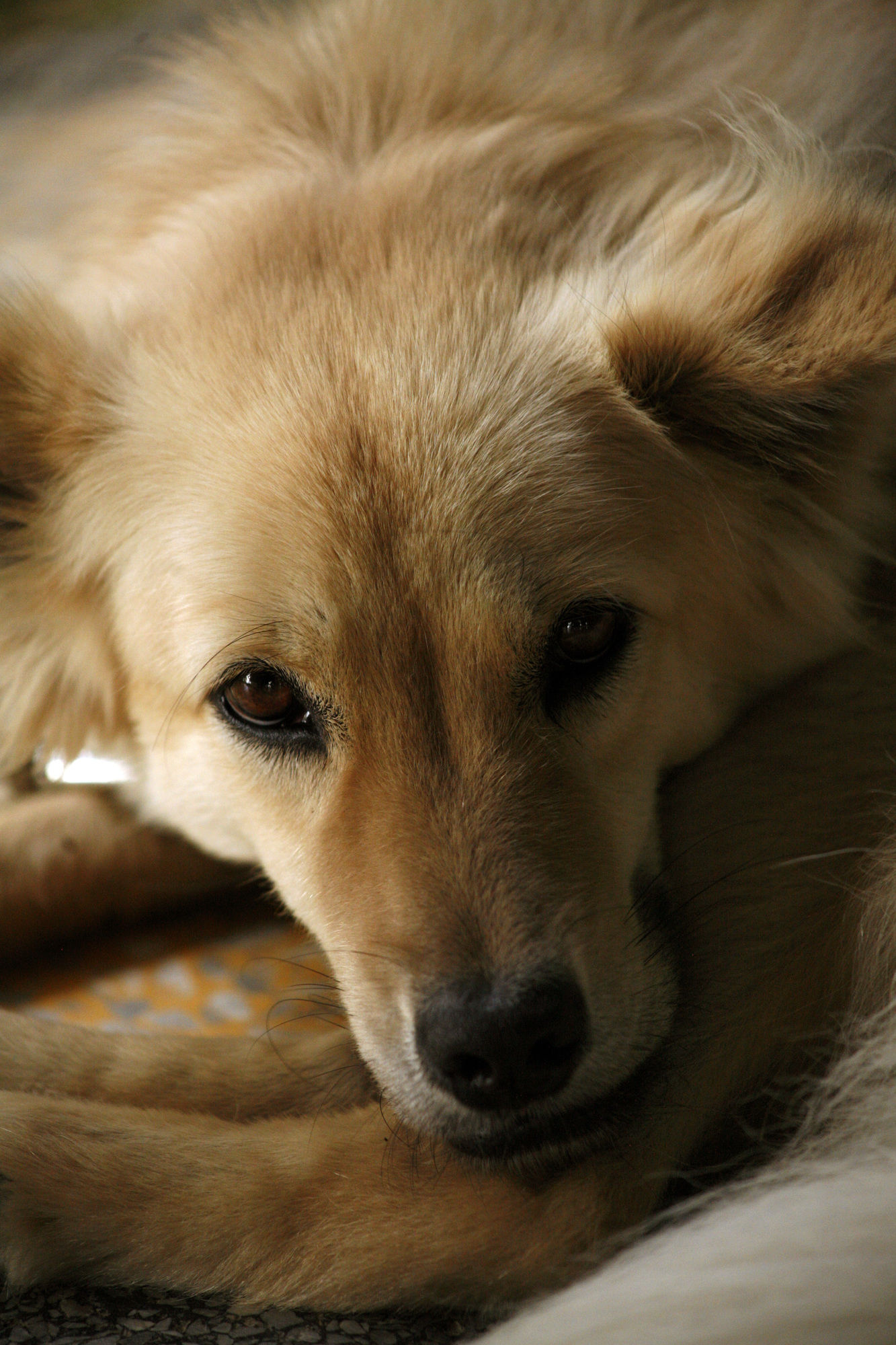 Bon Ton Antique Wooden Villas