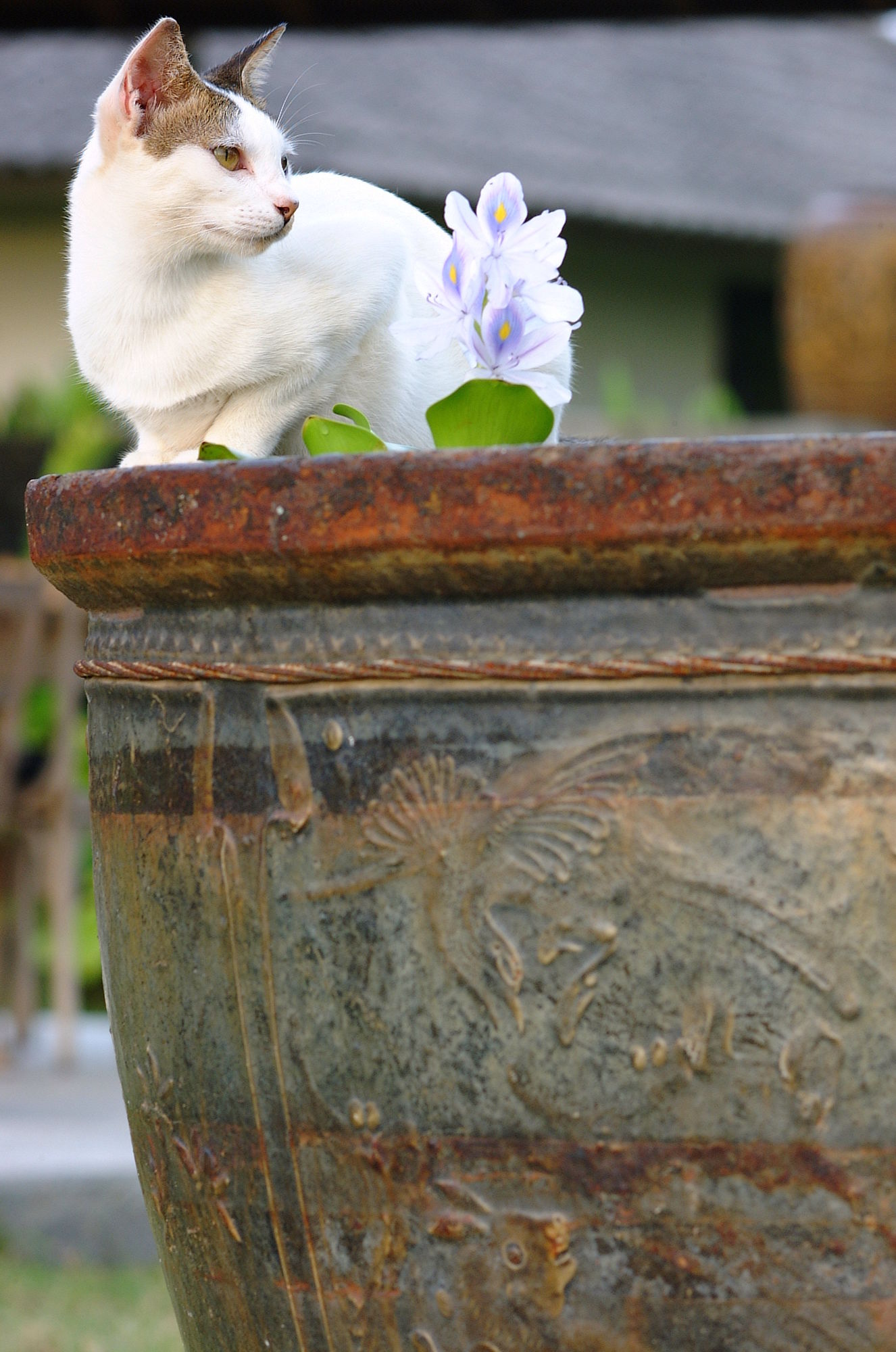 Bon Ton Antique Wooden Villas