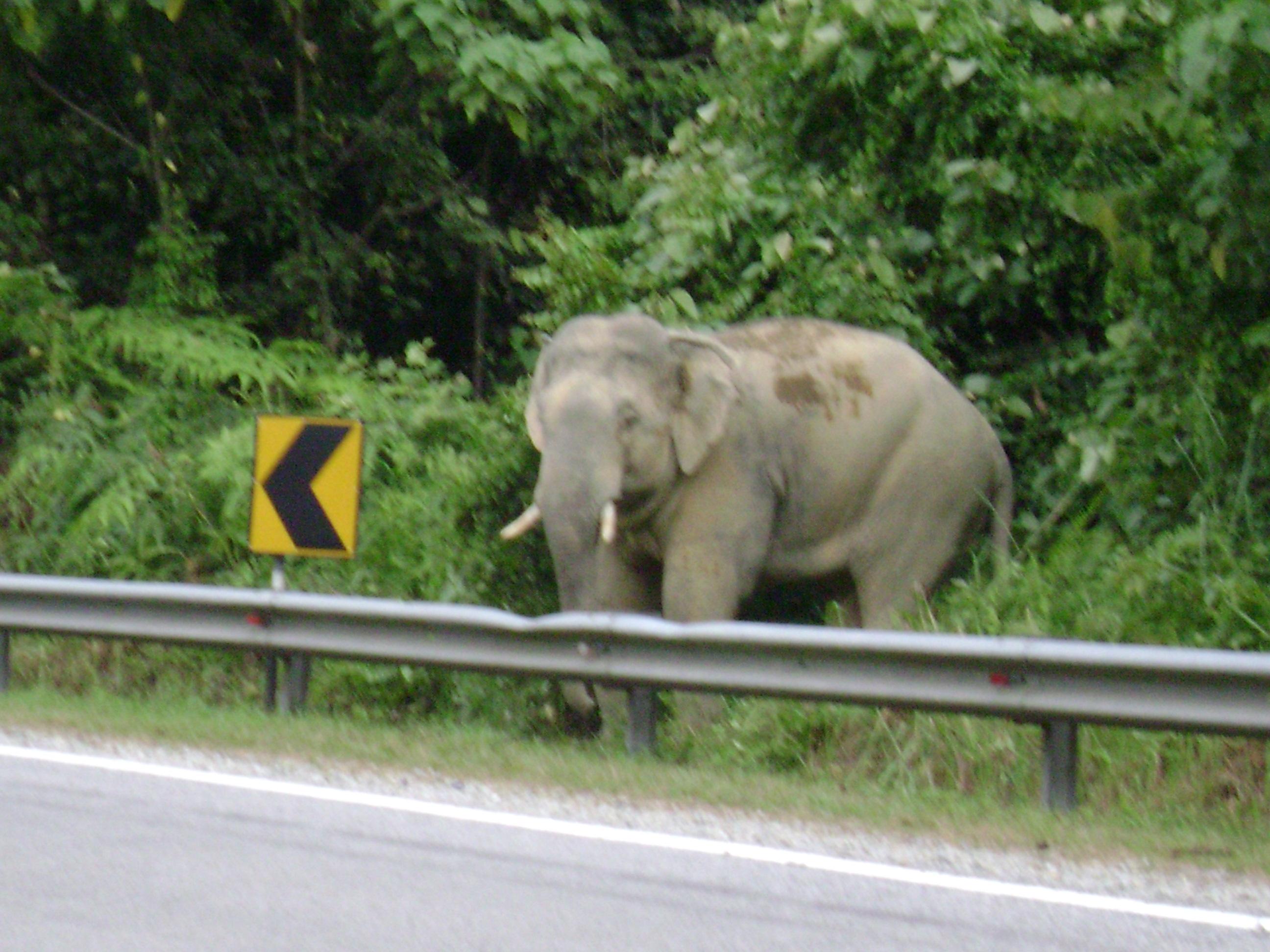 Belum Rainforest Resort