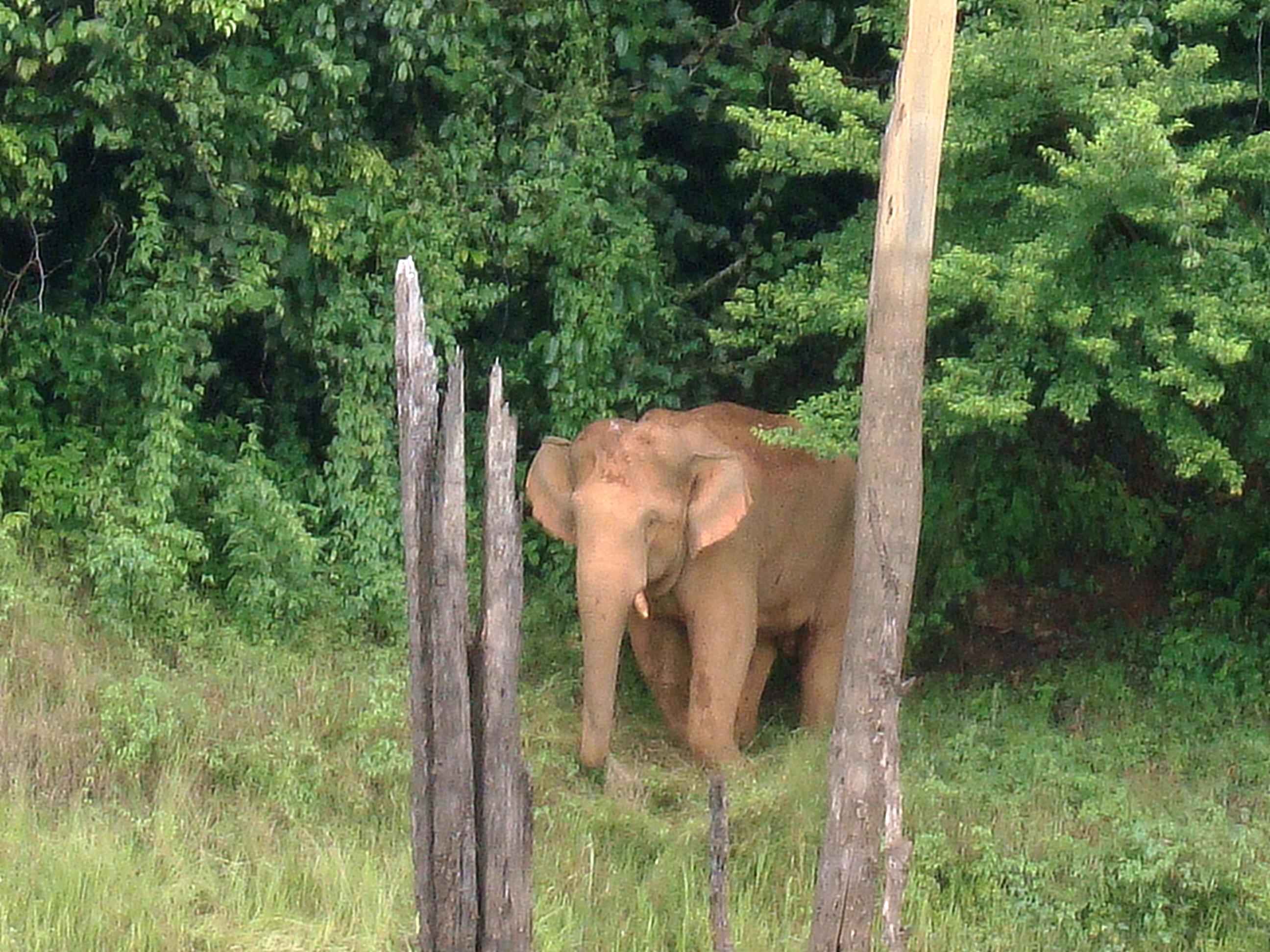 Belum Rainforest Resort