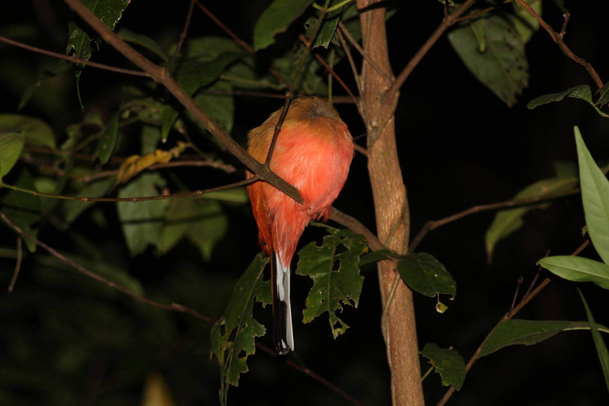 Borneo Natural Sukau Bilit Resort