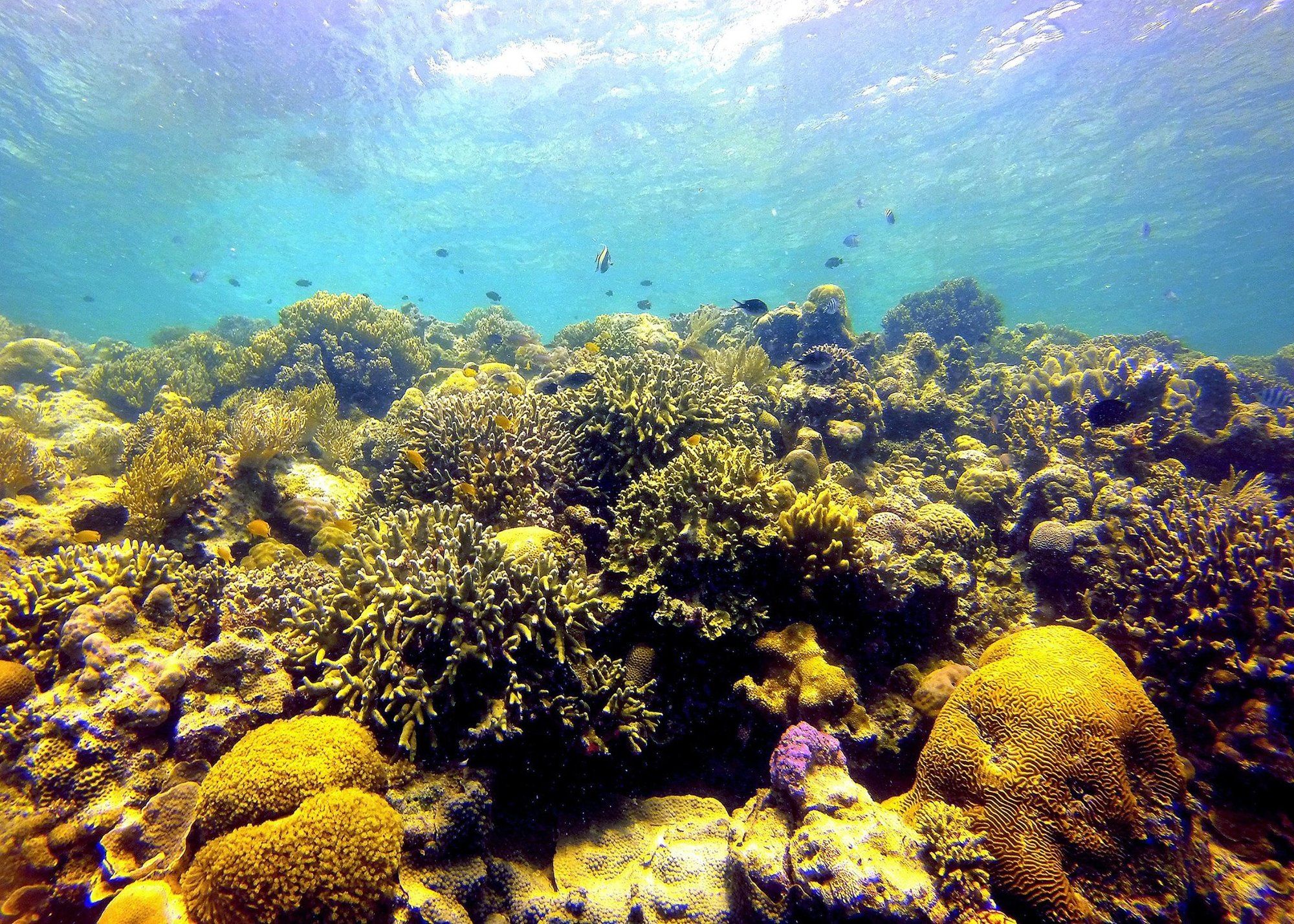 Scuba Tiger Semporna Holiday Resort