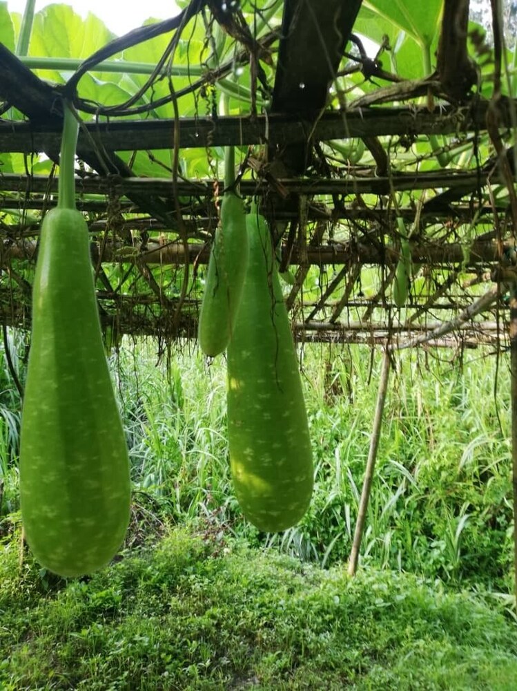 Hulu Langat Home Stay Eco Farm
