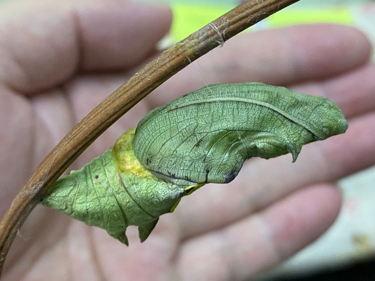 Sunflower World Hotel