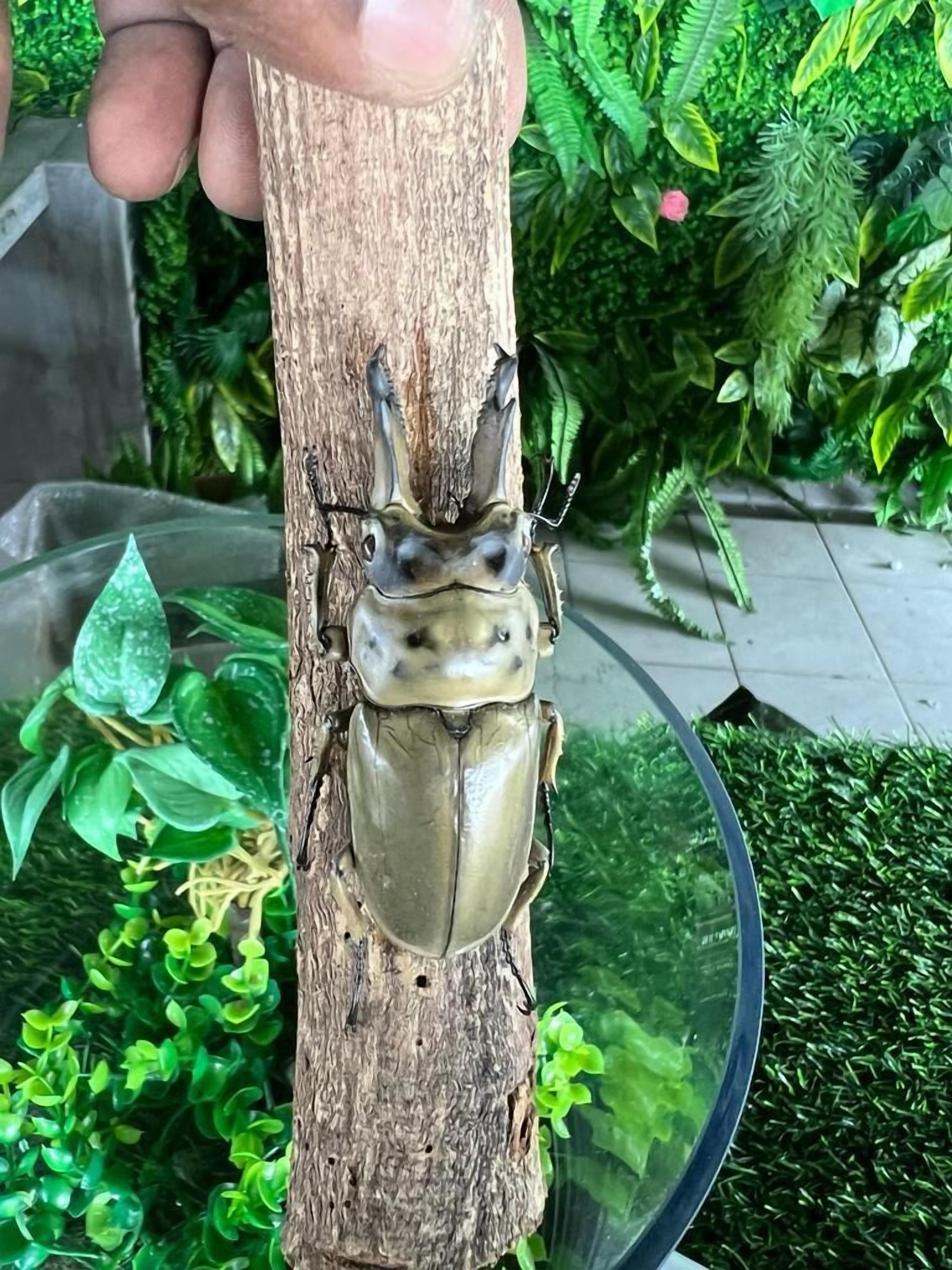 Sunflower World Hotel