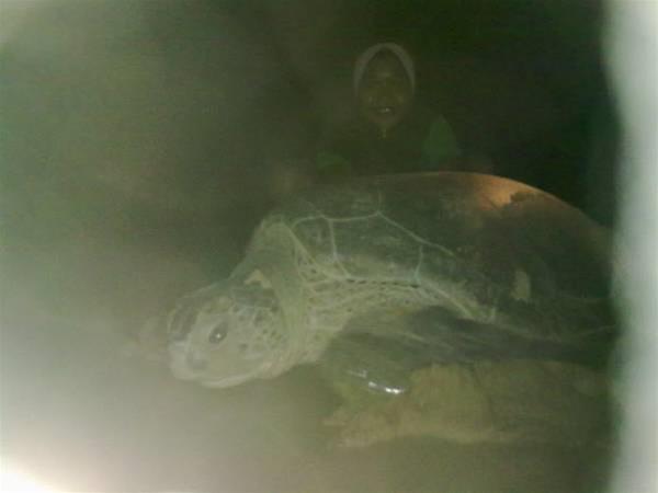Pandan Laut Beach Resort