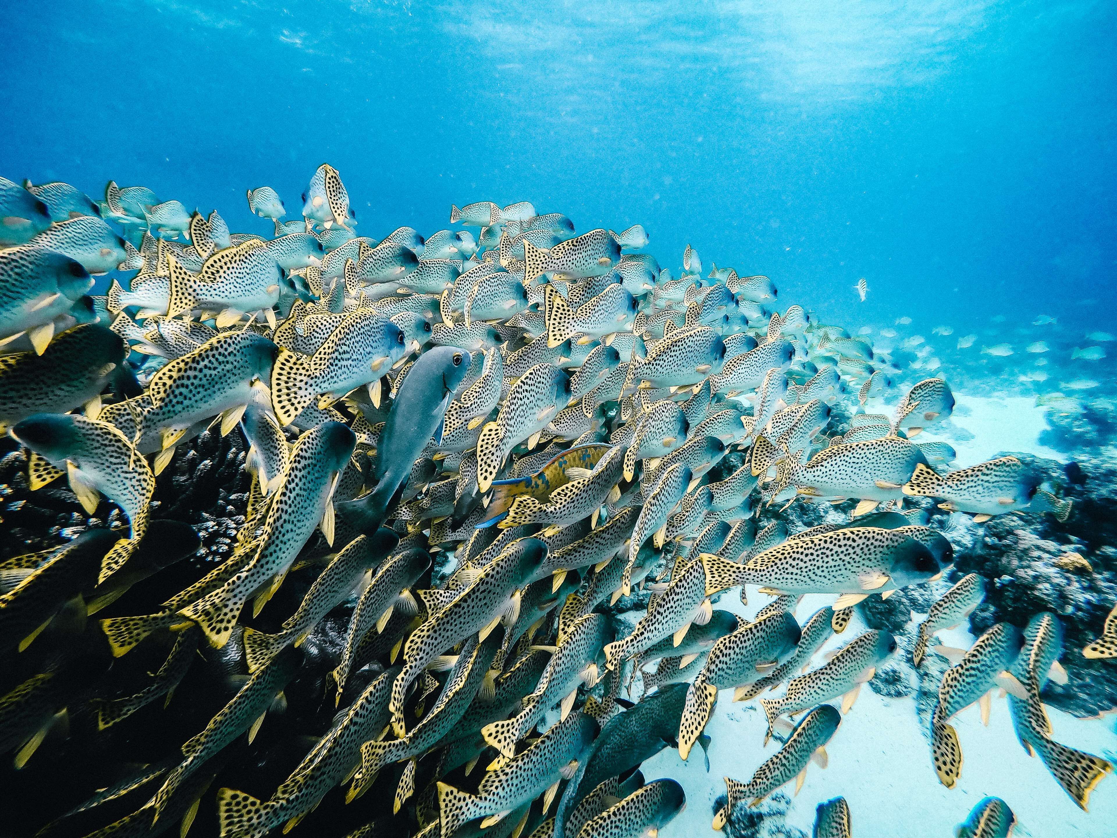 Anantara Bazaruto Island Resort & Spa