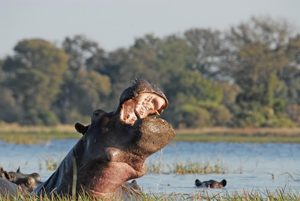 Divava Okavango Lodge & Spa