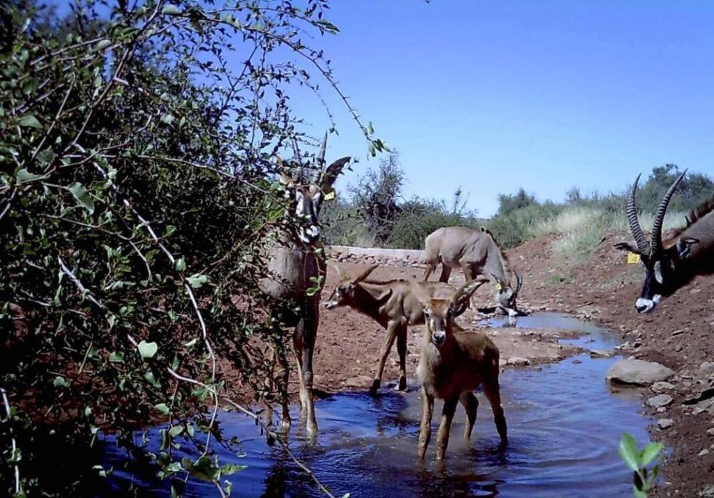 Africa Safari Lodge