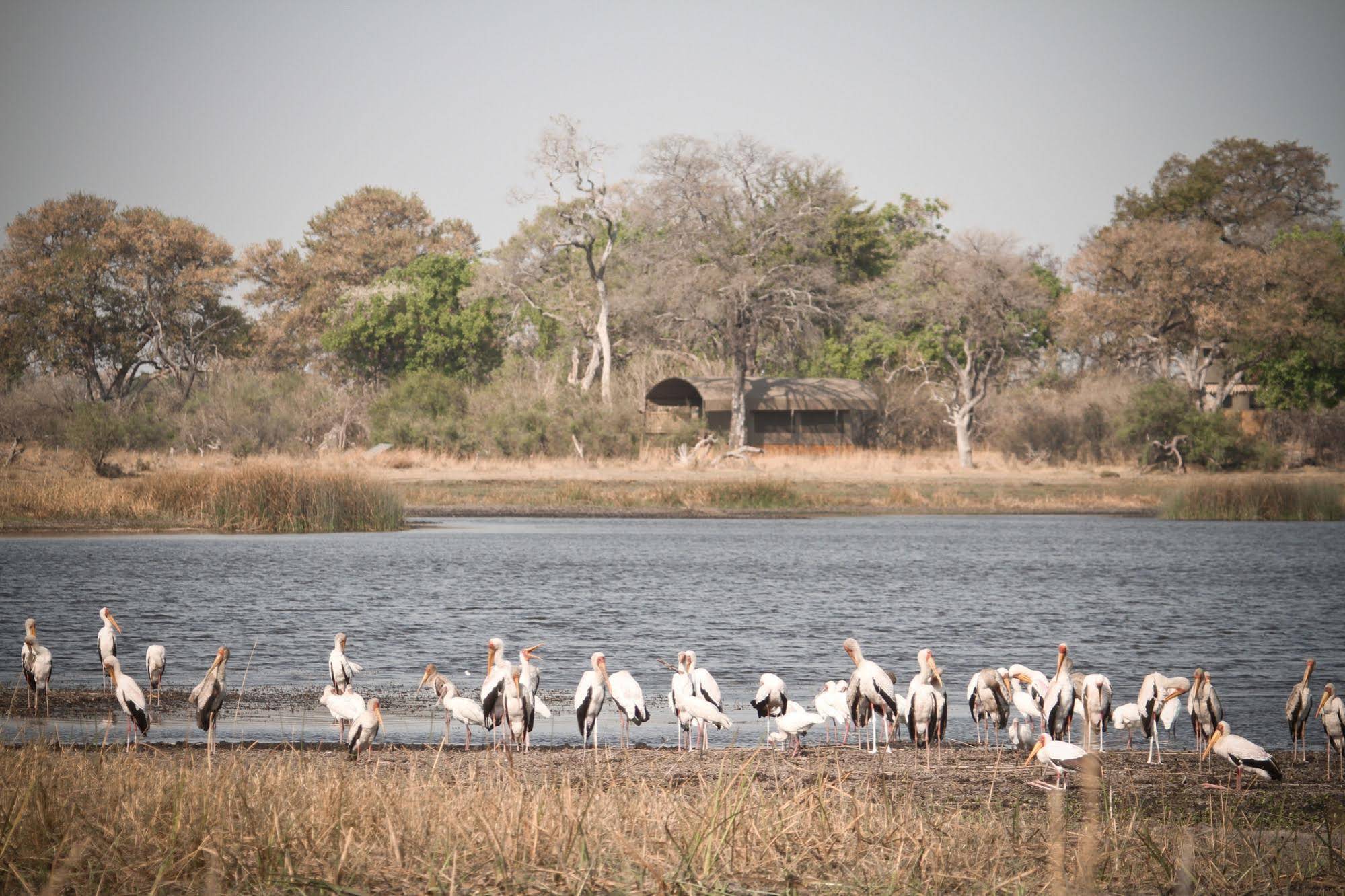 Jackalberry Tented Camp