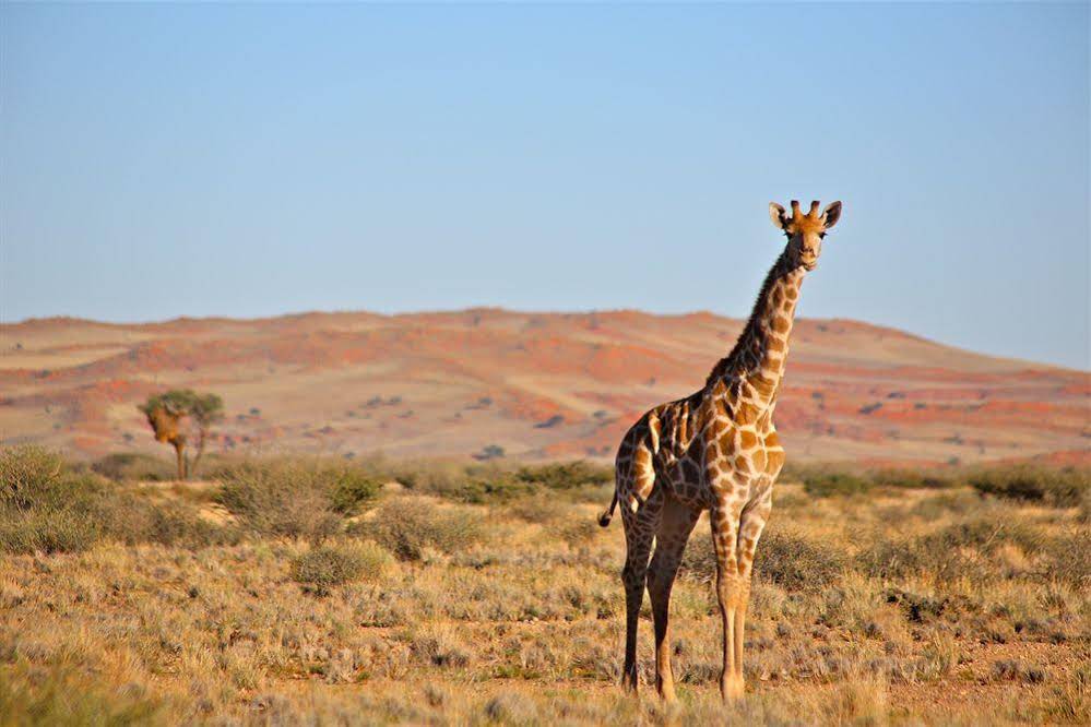 Weltevrede Guestfarm